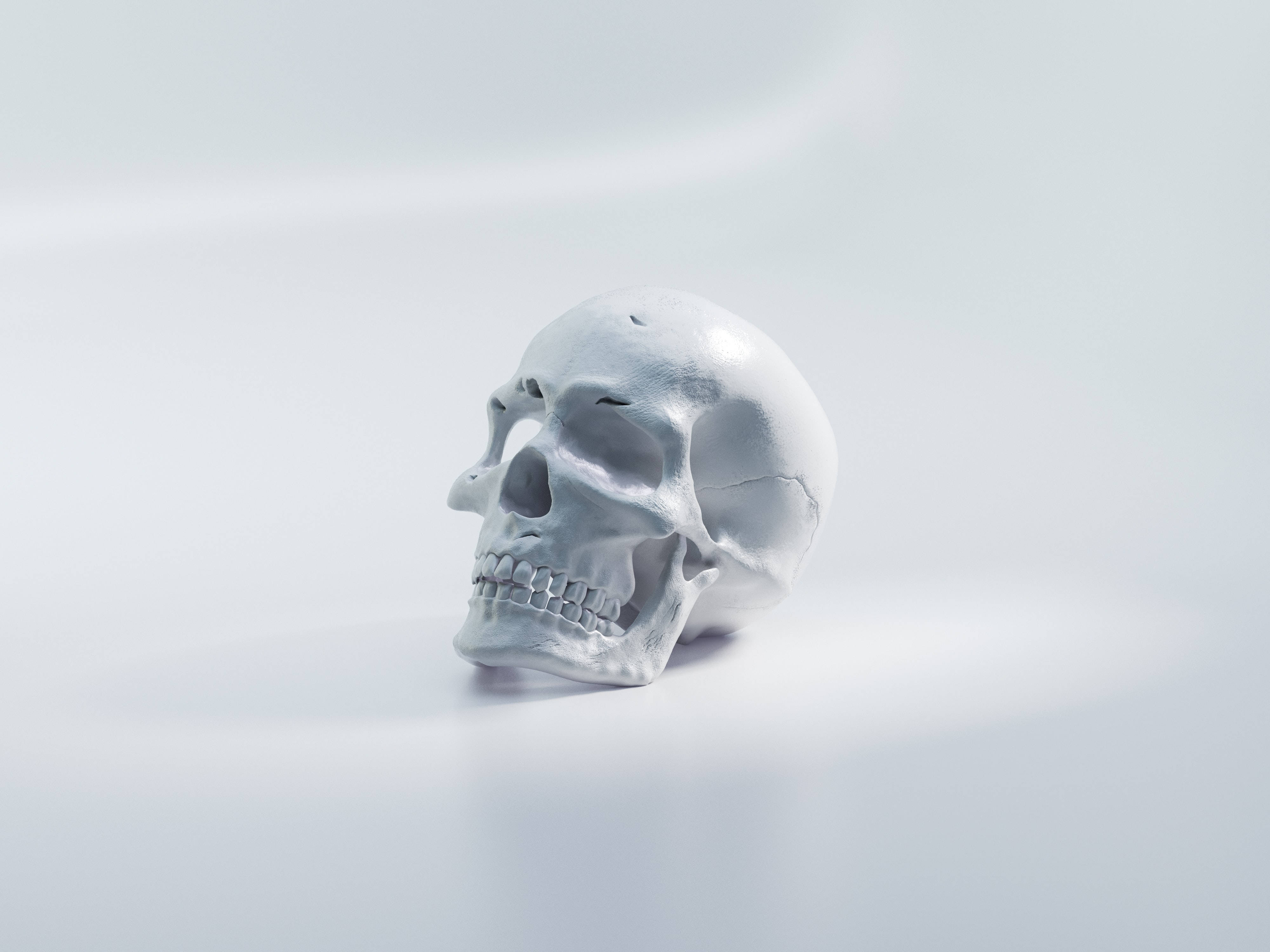 skulls 桌布 壁紙 — 一個純淨的白色人類頭骨，在柔和的攝影棚燈光下，放置在無縫的淺灰色表面上。