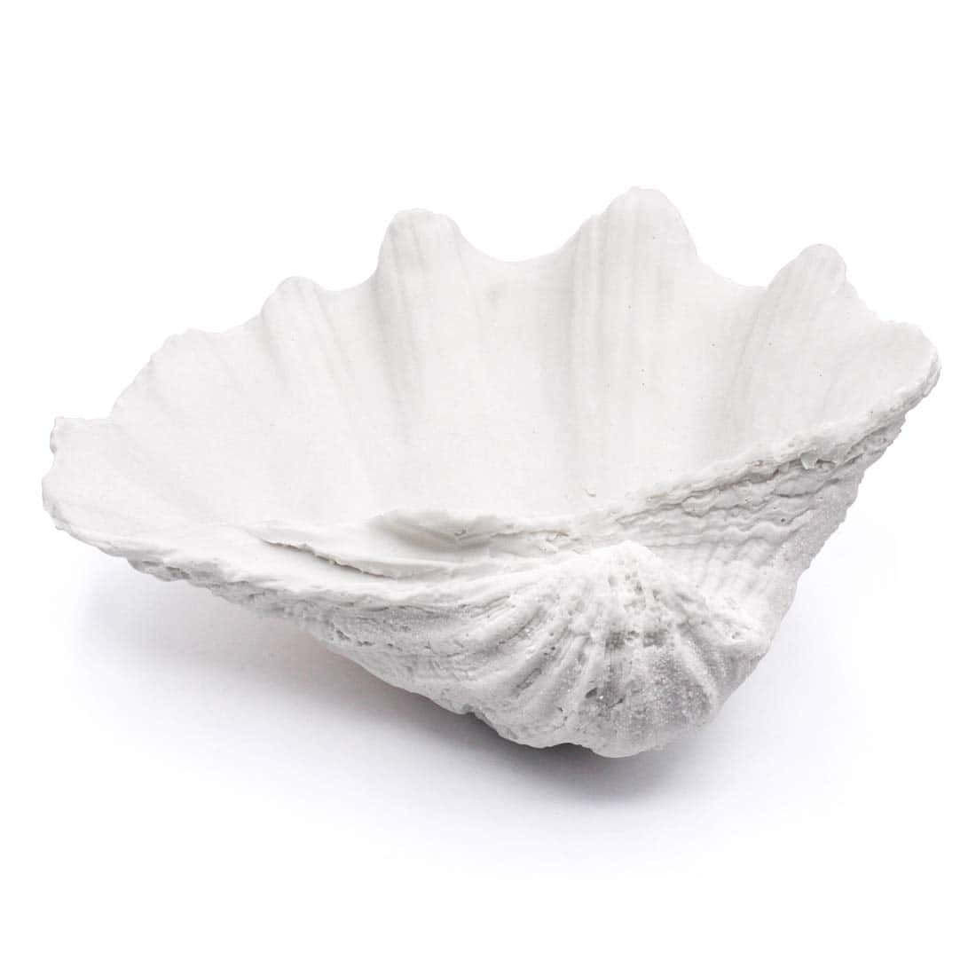 Clam Shell 桌布 壁紙 — 一個純白色的蠔殼，帶有紋理脊線和扇貝形邊緣，靠在乾淨的白色背景上。