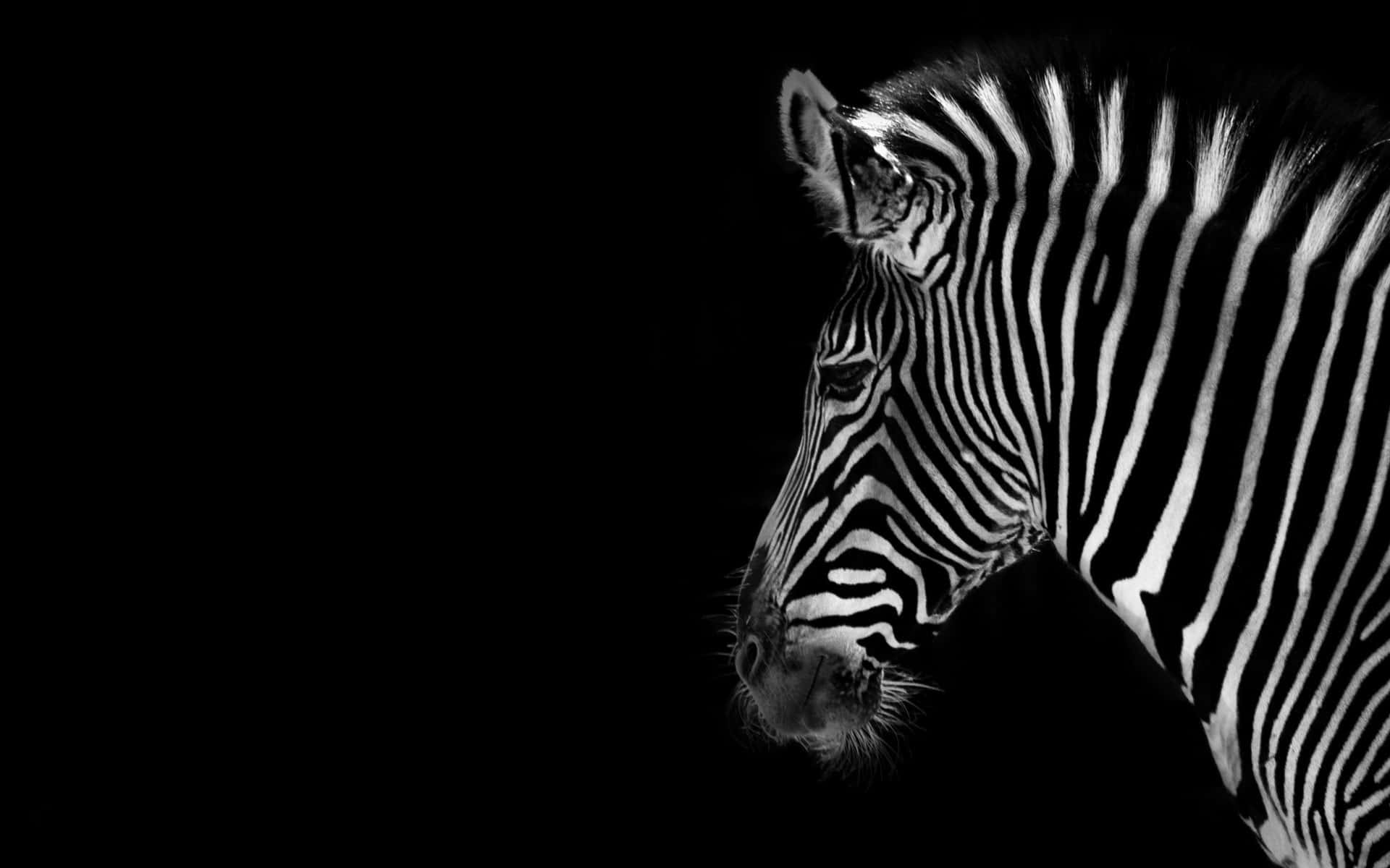 Zebra 桌布 壁紙 — 一個純黑色背景上，斑馬頭部側面的黑白肖像，非常引人注目。