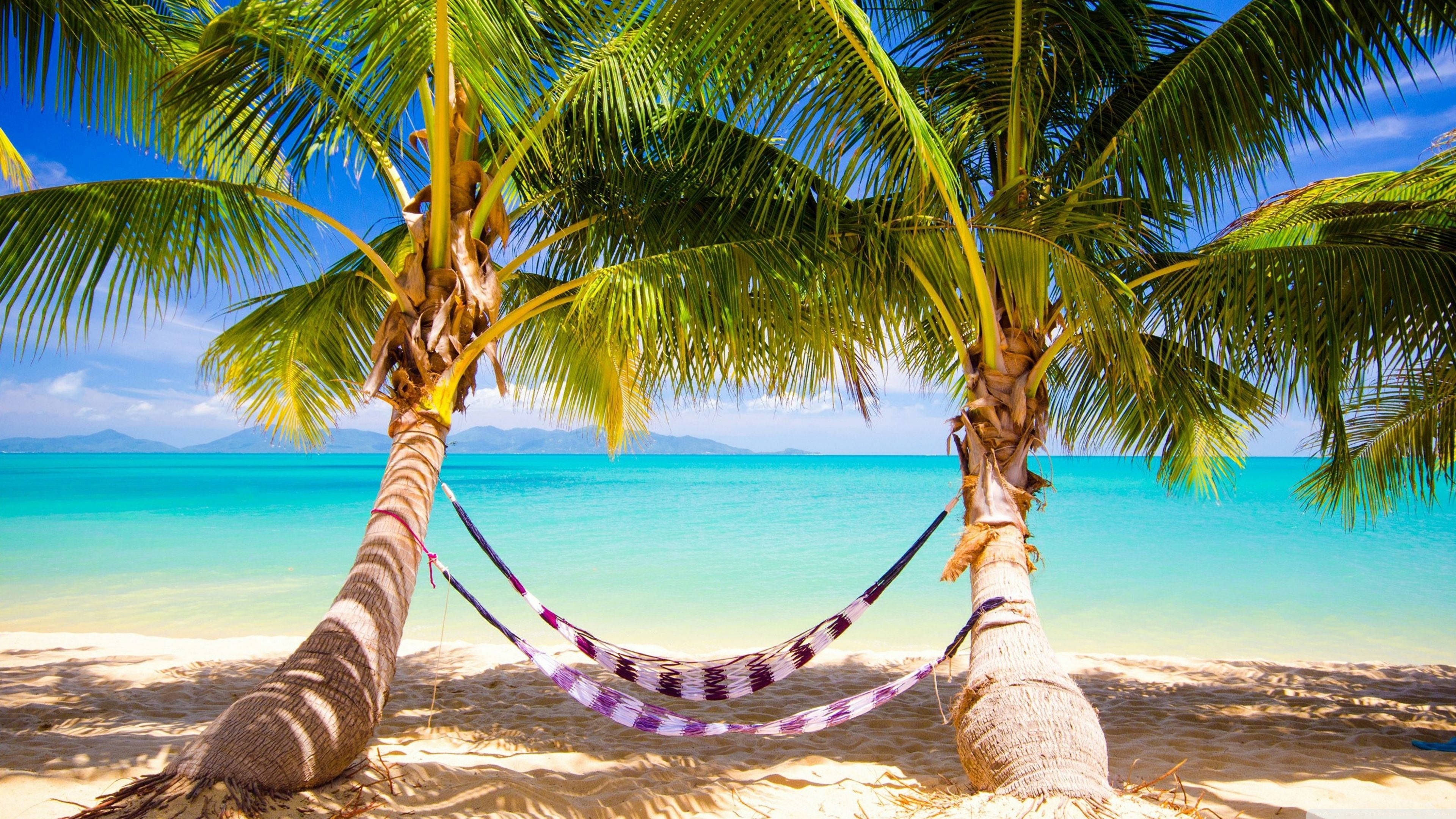 Hammock 桌布 壁紙 — 一個紫色和白色條紋的吊床掛在兩棵棕櫚樹之間，位於陽光明媚的熱帶海灘上，有碧綠的海水和遠山。