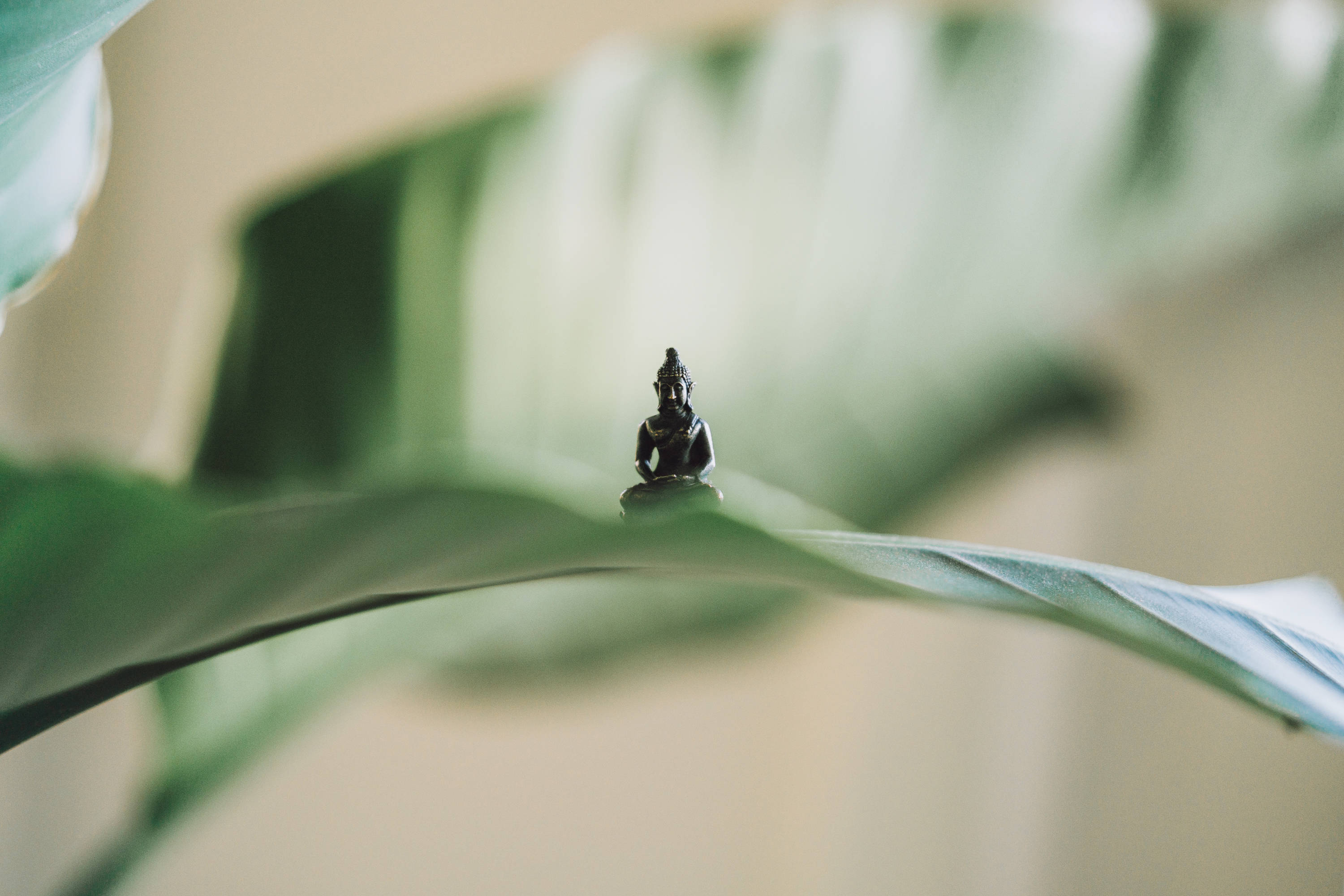 Meditation 桌布 壁紙 — 一個細小深色佛像安詳地坐在一片大綠葉上，背景有柔和模糊的樹葉。