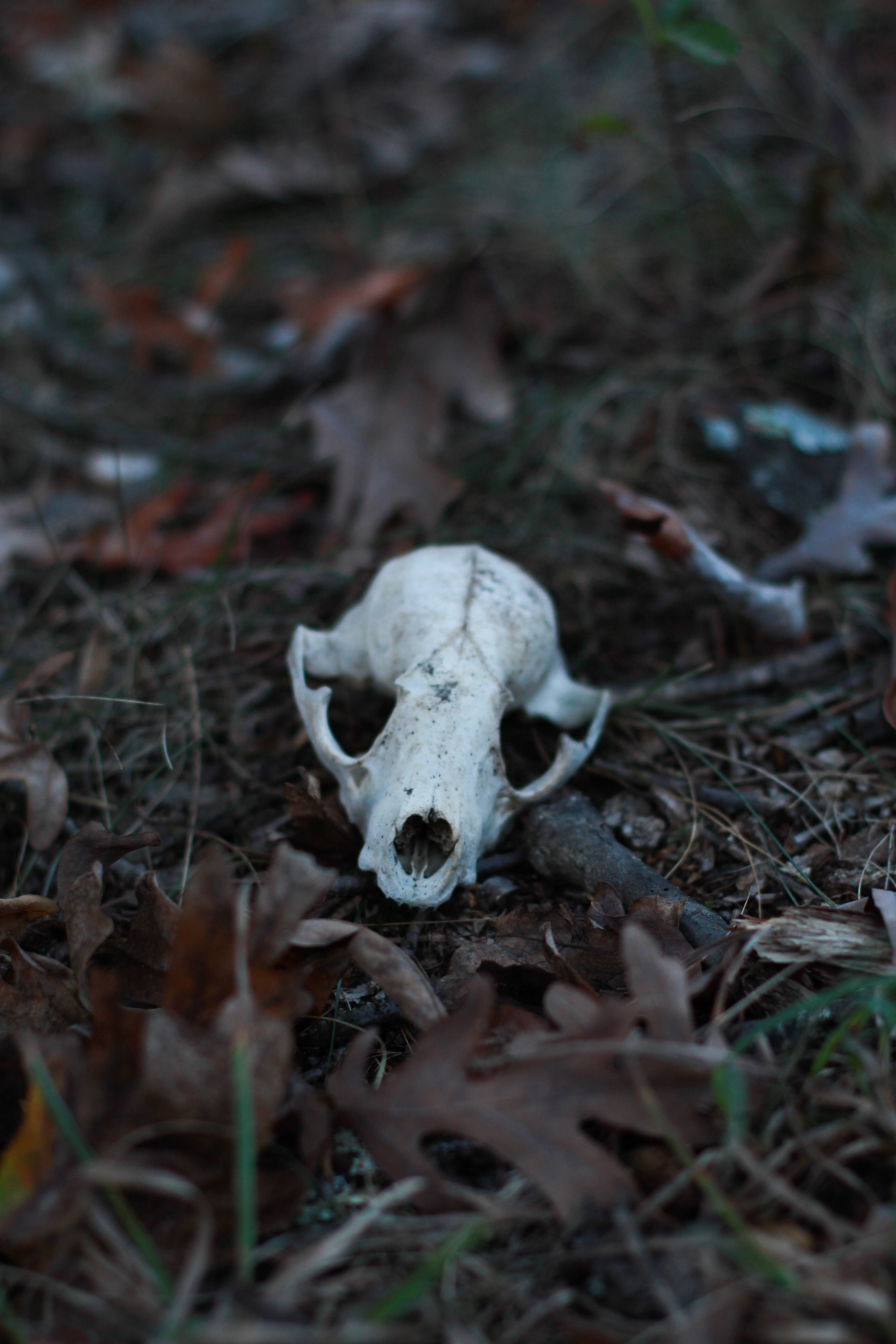 skulls 桌布 壁紙 — 一個細小的白色動物頭骨躺在陰暗森林地面的落葉和樹枝之間。