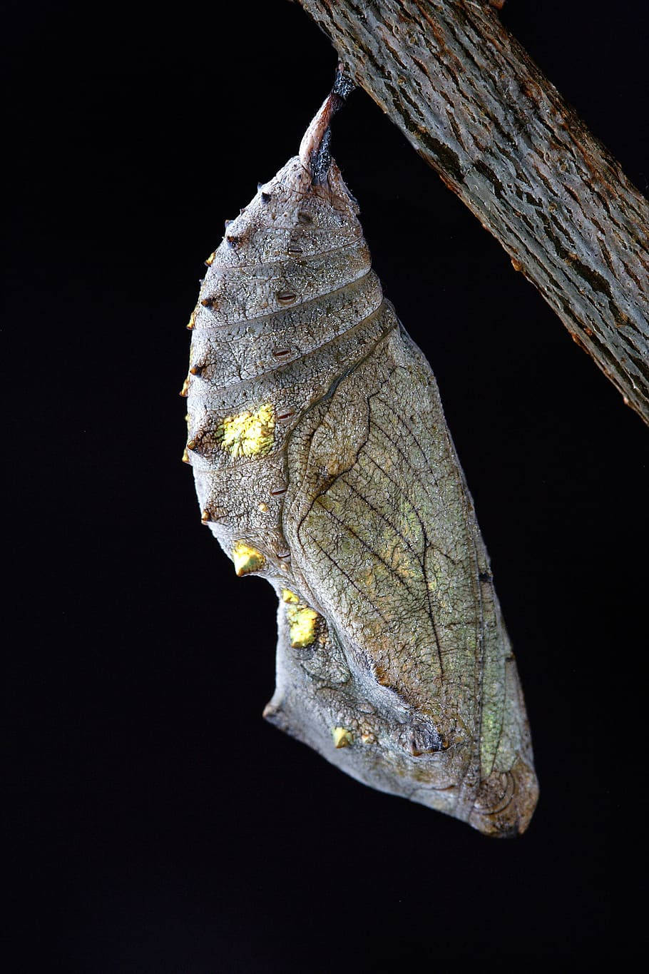 Caterpillar 桌布 壁紙 — 一個細節豐富的蛹掛在粗糙的樹枝上，以純黑色背景襯托，展現出帶有紋理的綠色和黃色圖案。