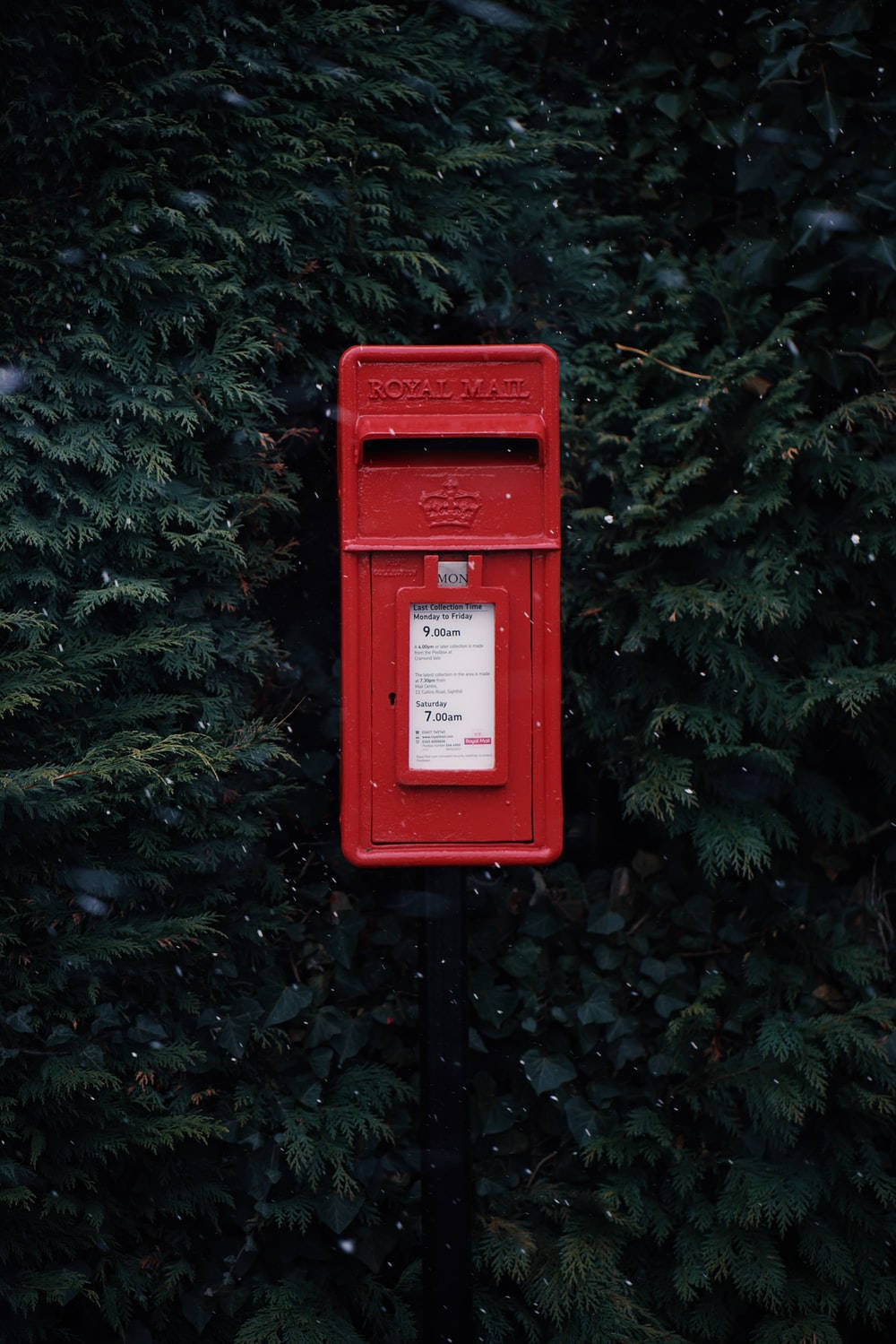mail 桌布 壁紙 — 一個經典的紅色英國皇家郵政郵筒矗立在茂密的常綠樹籬旁，雪花輕輕飄落在周圍。