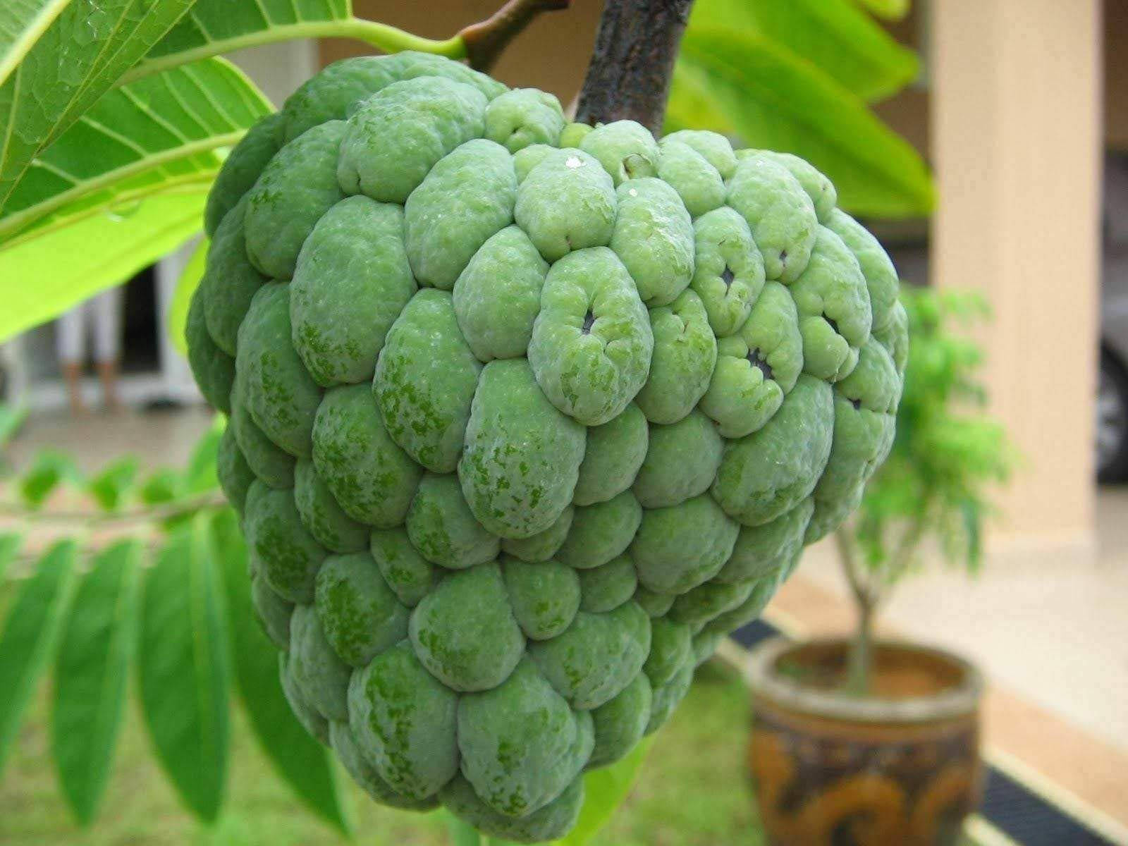 Fruit 桌布 壁紙 — 一個綠色、凹凸不平的釋迦近距離特寫，掛在長滿茂密葉子的樹枝上。