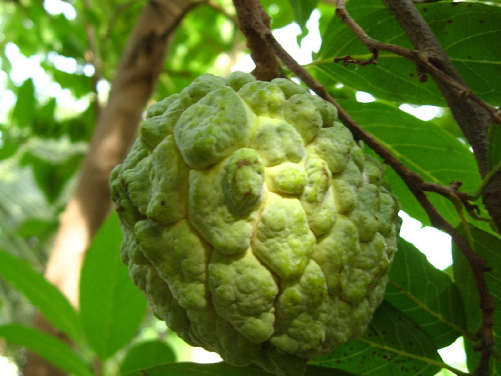 Fruit 桌布 壁紙 — 一個綠色凹凸不平的釋迦近距離特寫，掛在樹枝上，周圍是茂密的樹葉。