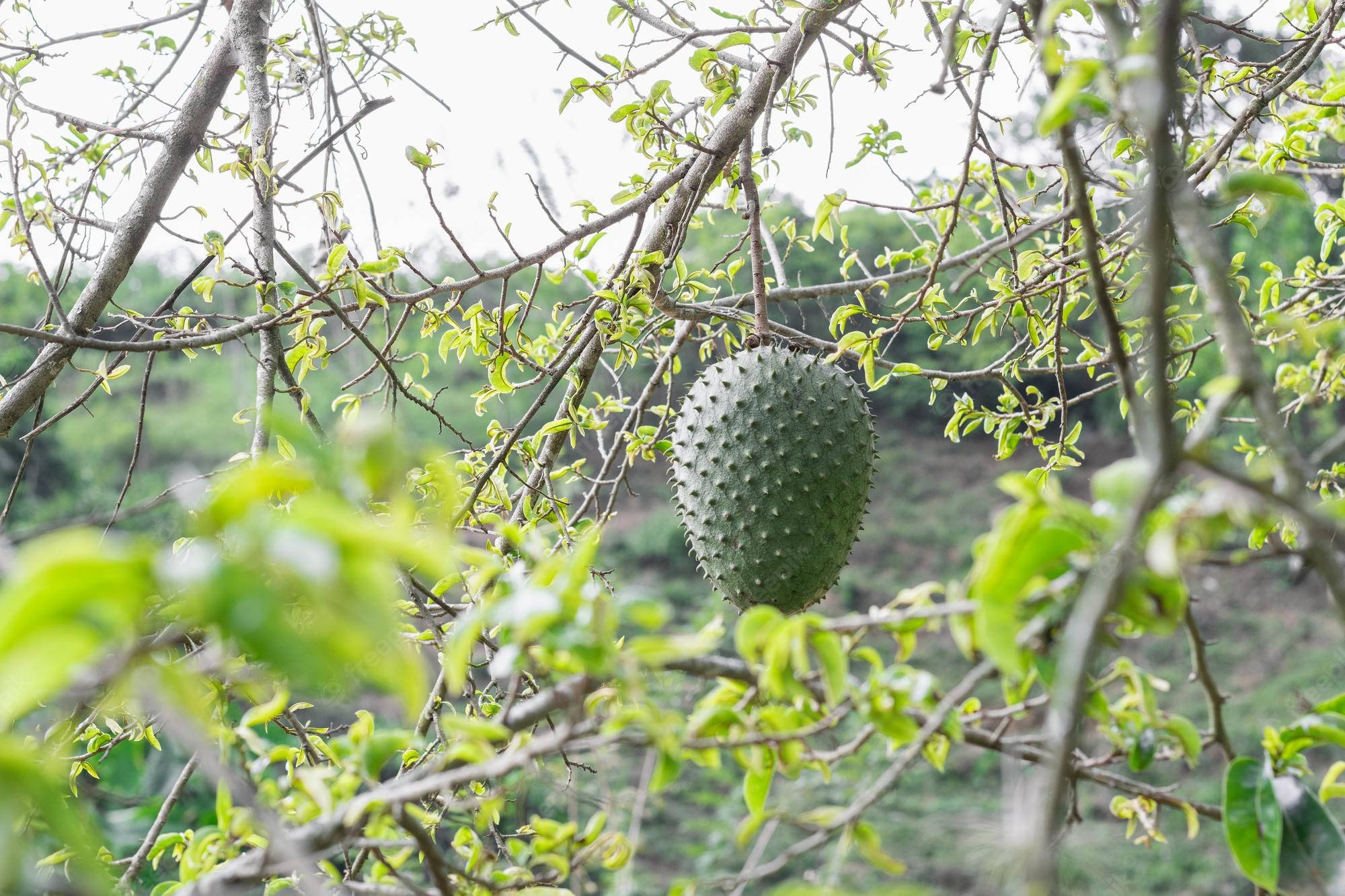 Fruit 桌布 壁紙 — 一個綠色多刺的刺果番荔枝果實掛在樹枝上，周圍環繞著茂密的綠葉和模糊的樹葉。