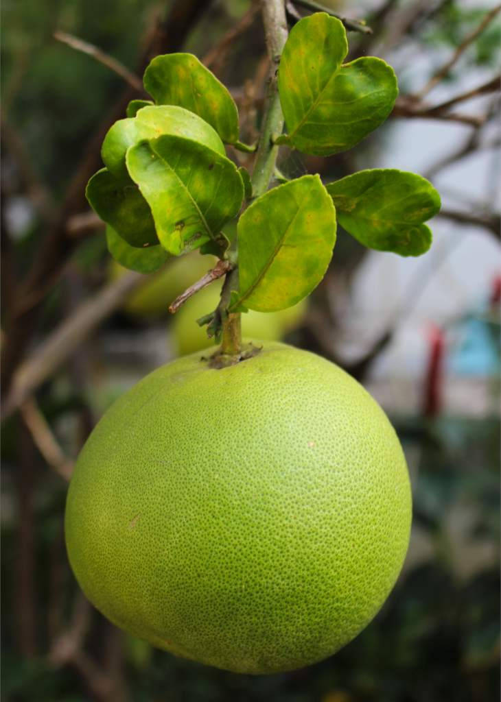 Fruits 桌布 壁紙 — 一個綠色柚子掛在樹枝上的特寫，樹枝上有鮮綠色的葉子。