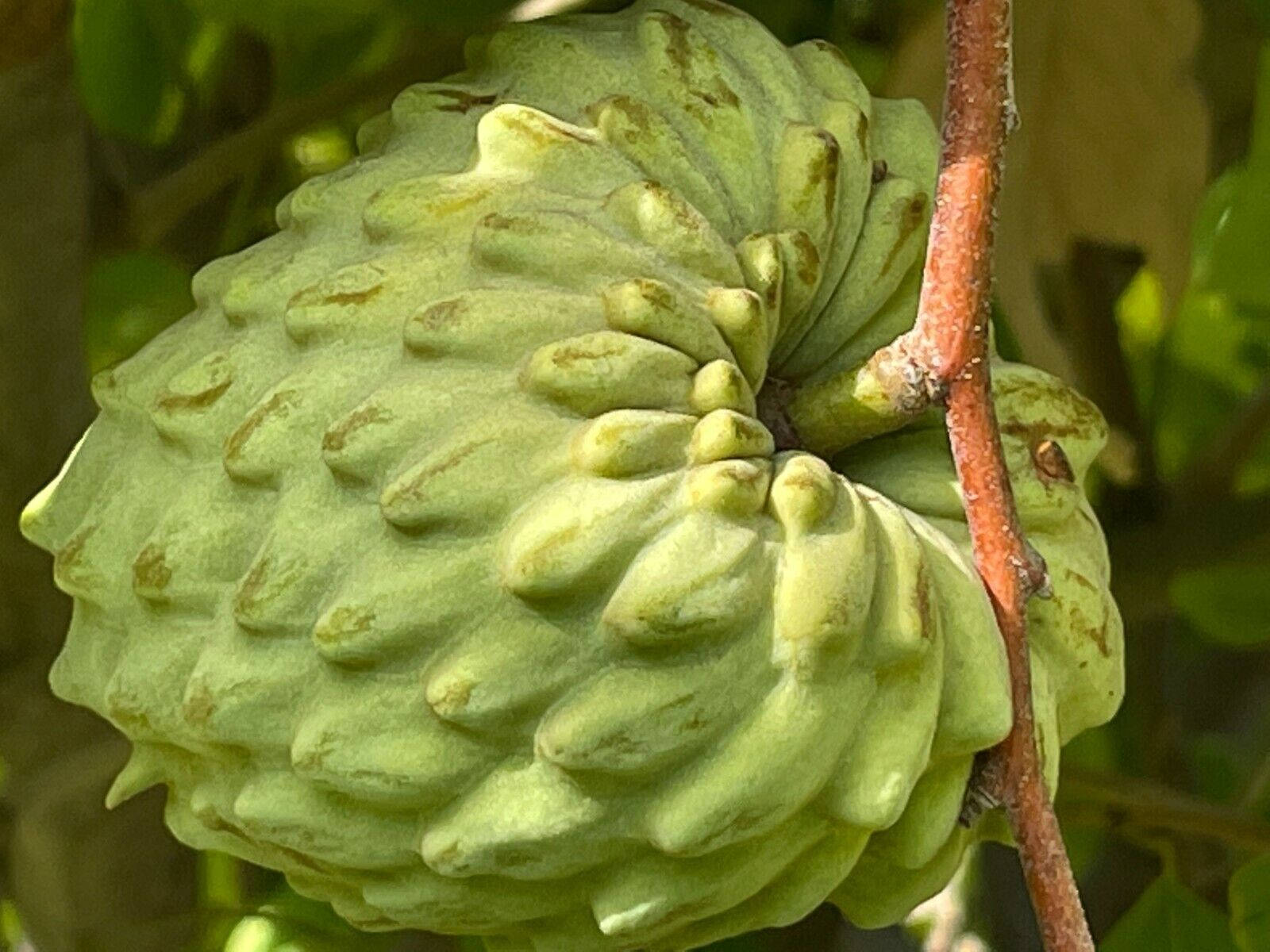Fruit 桌布 壁紙 — 一個綠色牛心梨果實的特寫，果實表面有紋理分節，懸掛在樹枝上。