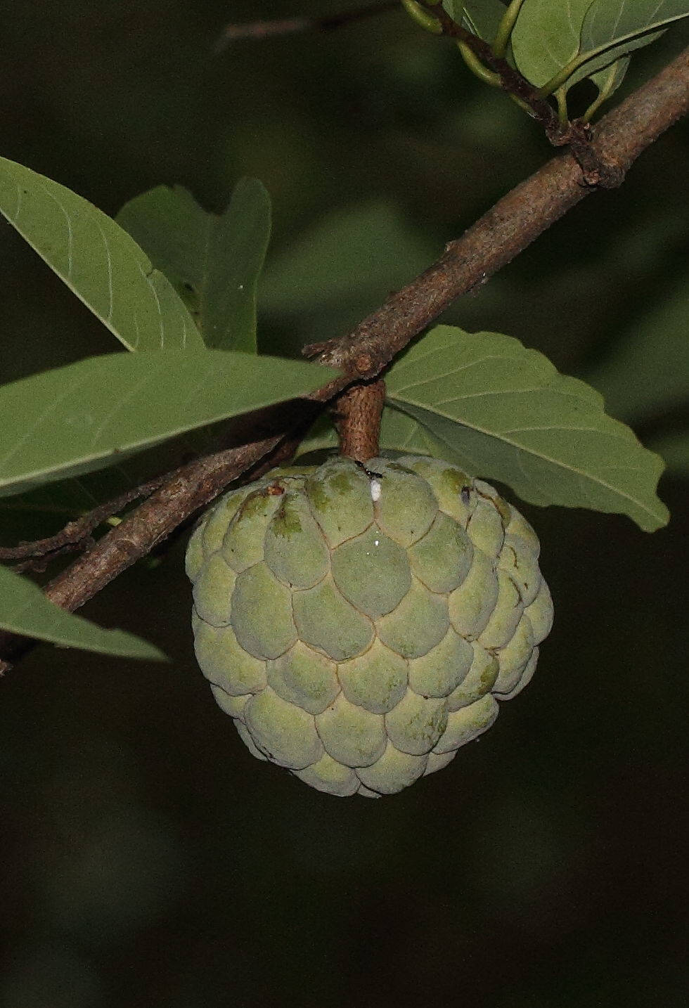 Fruit 桌布 壁紙 — 一個綠色牛油果掛在樹枝上，周圍是寬大的葉子，處於昏暗的森林環境中。
