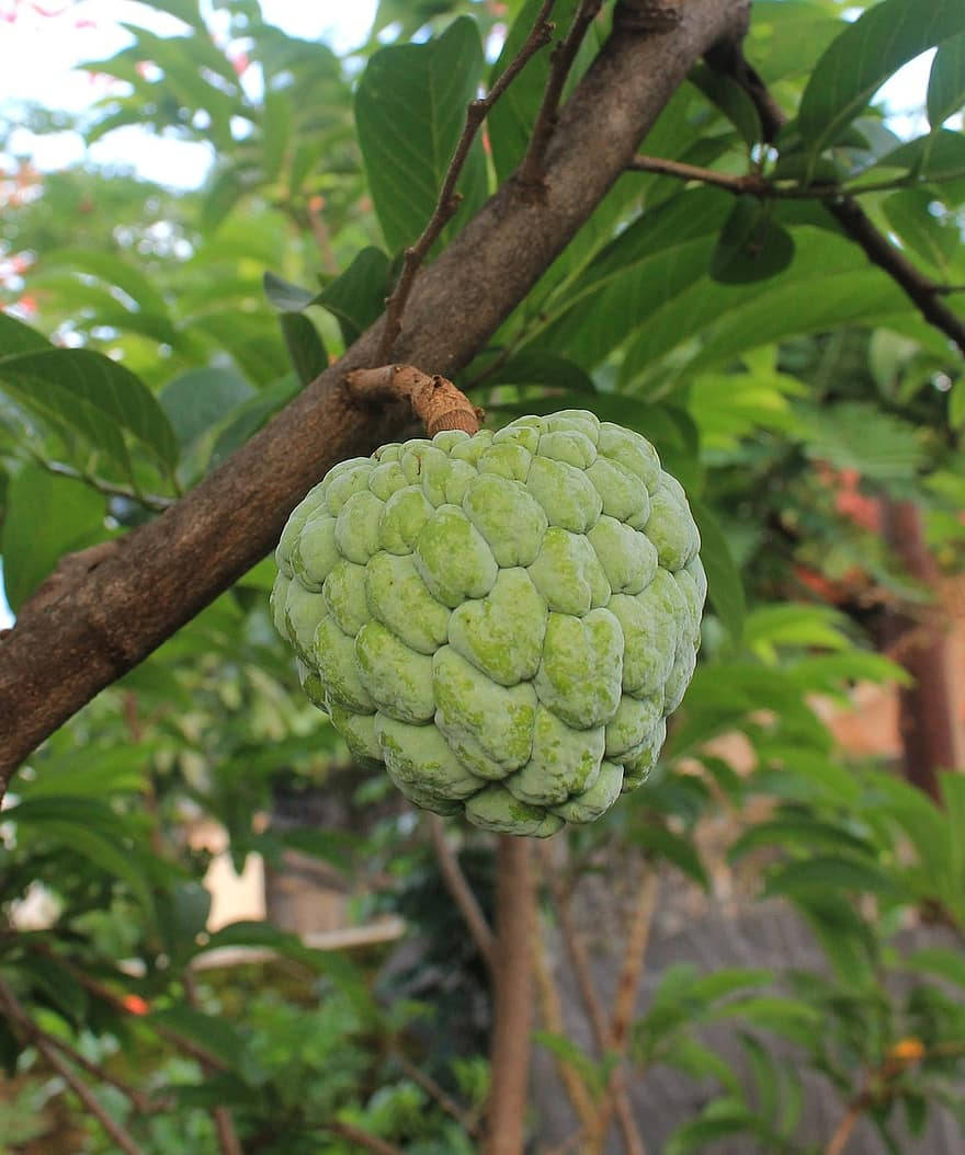 Fruit 桌布 壁紙 — 一個綠色的牛心果掛在樹枝上，周圍是茂密的樹葉，在柔和的日光下。