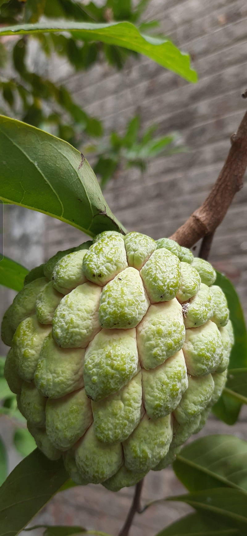 Fruit 桌布 壁紙 — 一個綠色的牛心果果實特寫，掛在枝葉茂密的樹枝上，背景是模糊的磚牆。