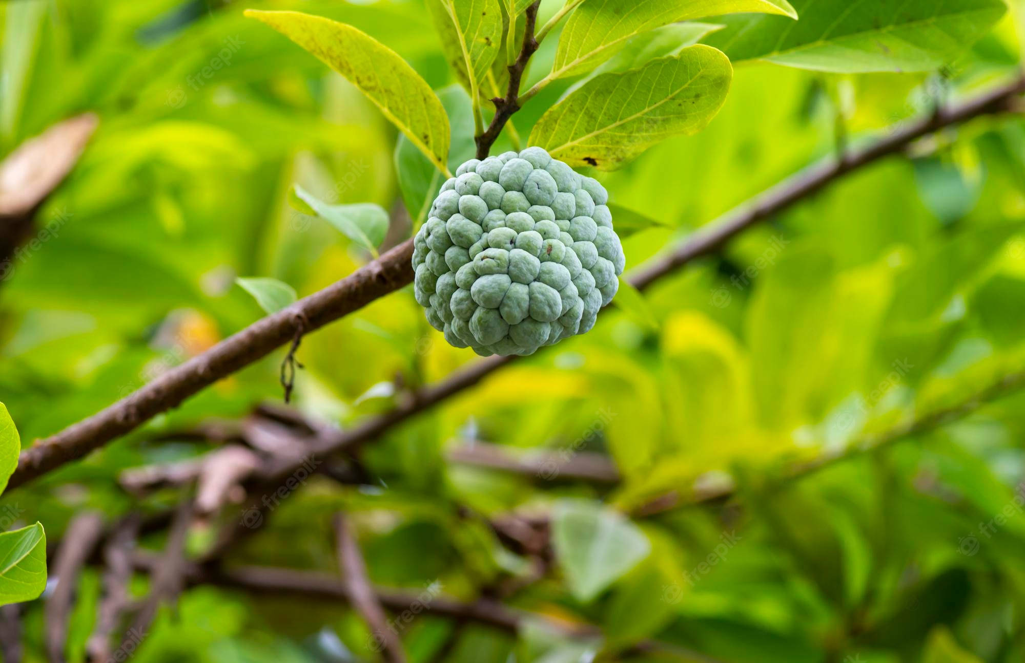Fruit 桌布 壁紙 — 一個綠色的牛油果（番荔枝）掛在樹枝上，周圍是茂盛的綠葉，在柔和自然光下。