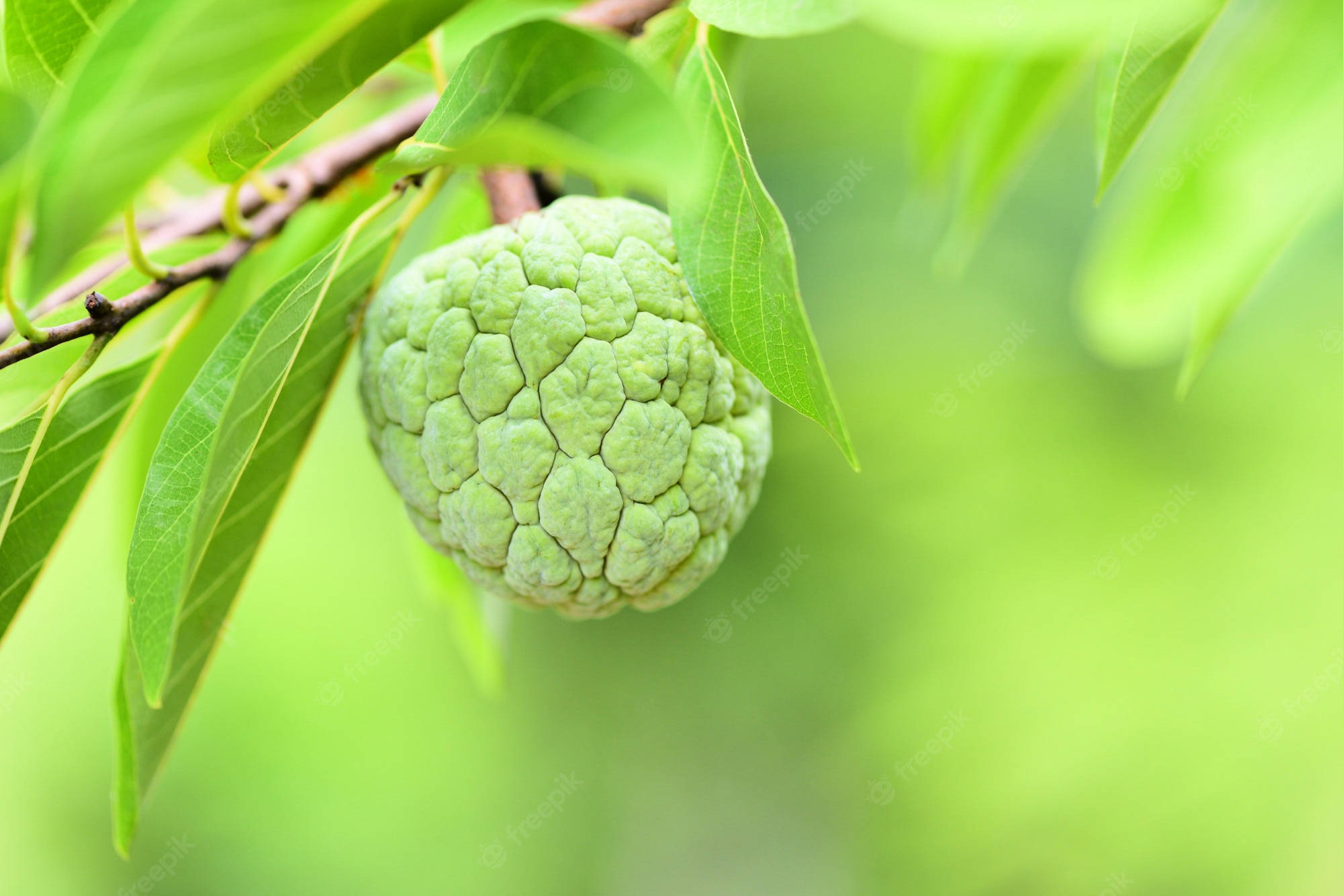 Fruit 桌布 壁紙 — 一個綠色的牛油果掛在樹枝上，周圍是充滿活力的綠葉，背景柔和模糊。