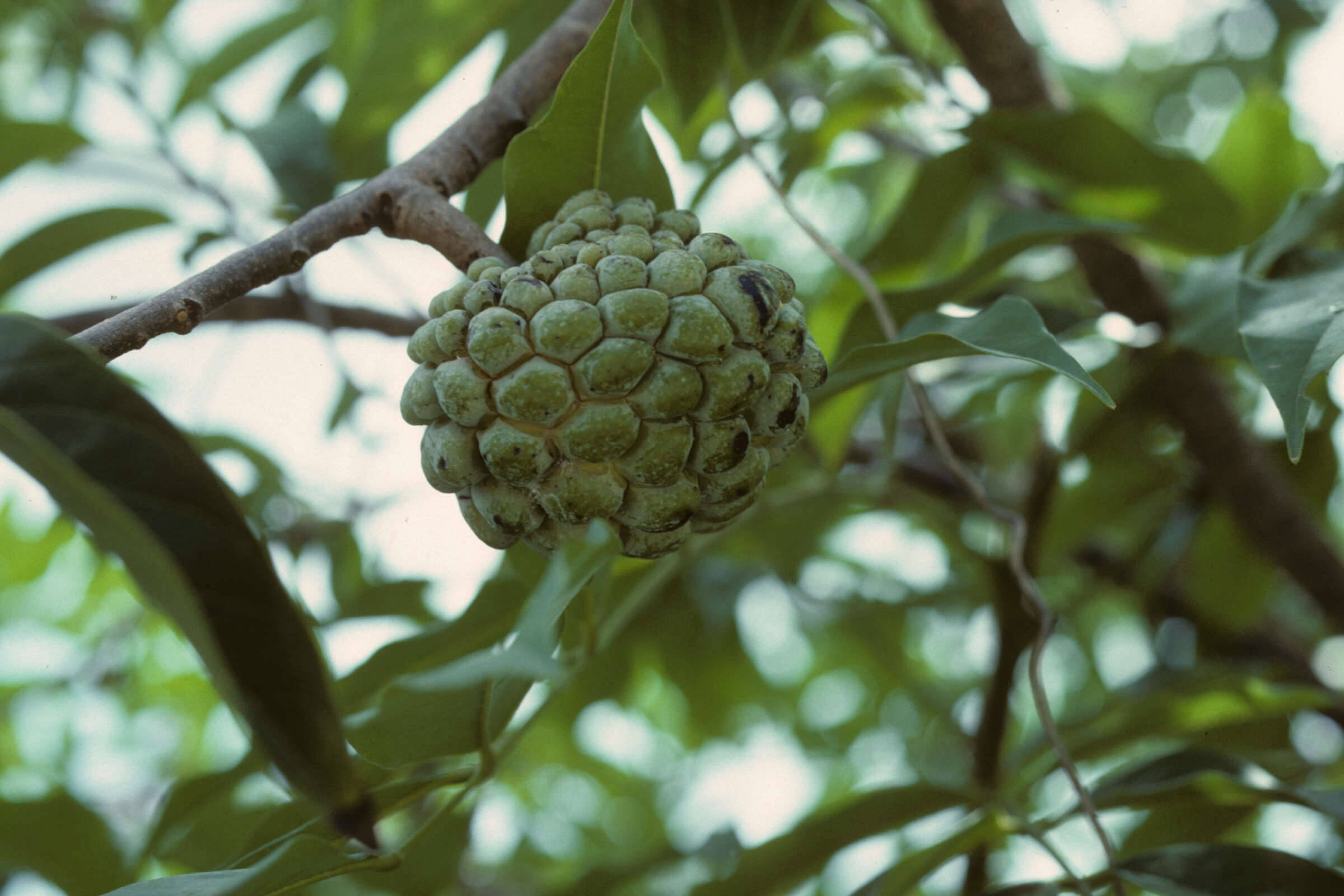 Fruit 桌布 壁紙 — 一個綠色的釋迦掛在樹枝上，周圍是茂密的樹葉，在柔和的日光下。