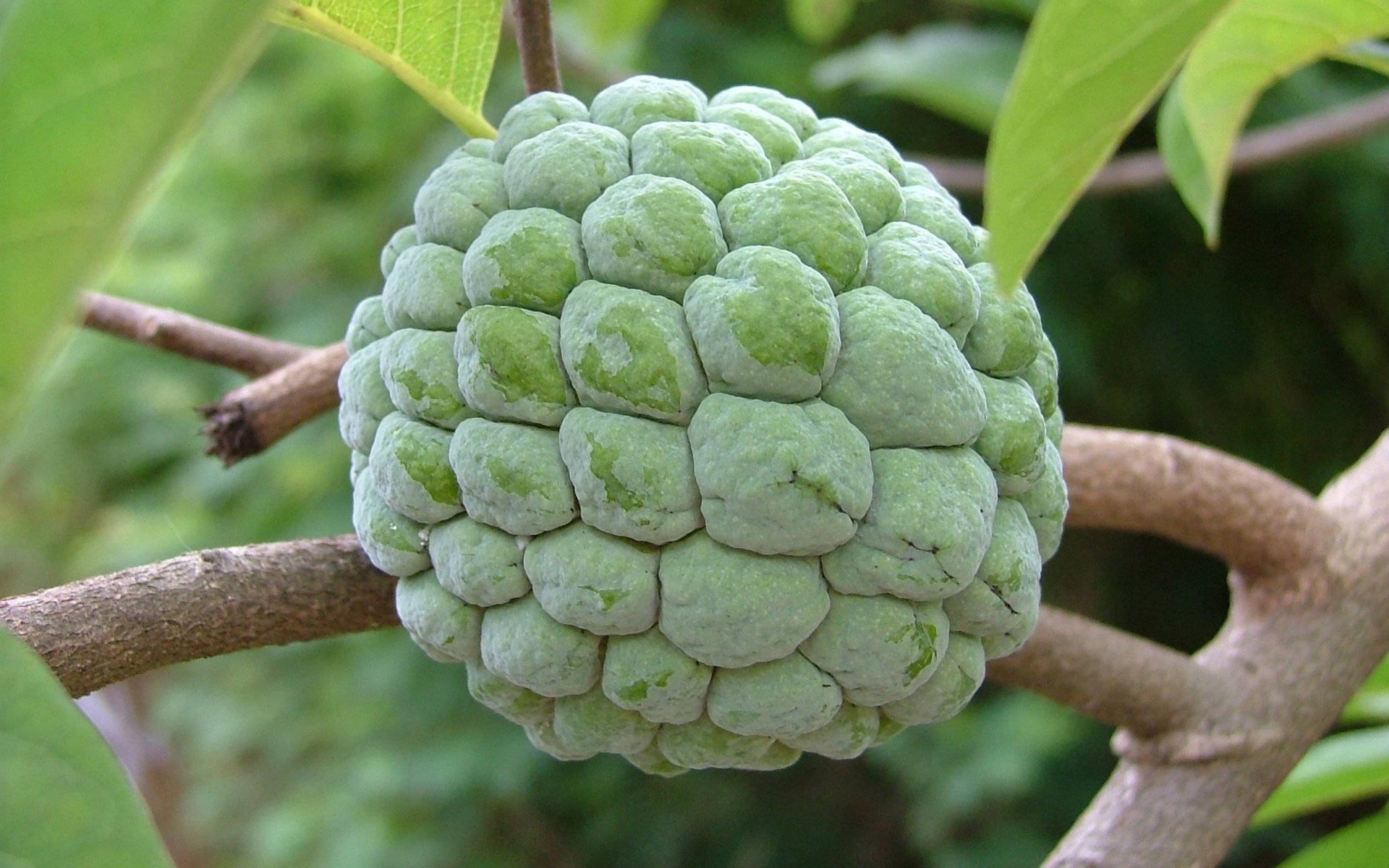 Fruit 桌布 壁紙 — 一個綠色的釋迦果實，表面有凹凸不平的節，掛在被樹葉包圍的樹枝上的特寫。