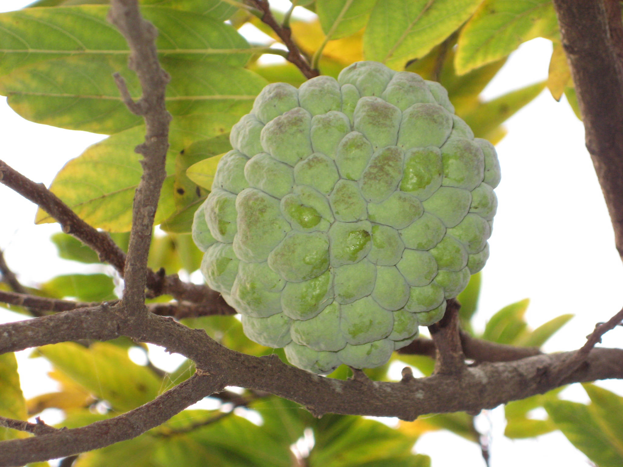 Fruit 桌布 壁紙 — 一個綠色的釋迦果掛在樹枝上，周圍是茂密的葉子，在明亮的日光下。