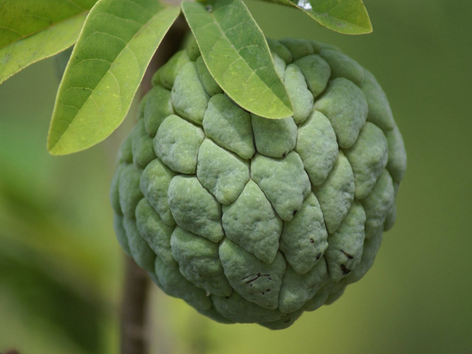 Fruit 桌布 壁紙 — 一個綠色釋迦果實的特寫，果實表面有紋理分節，懸掛在長滿葉子的樹枝上。