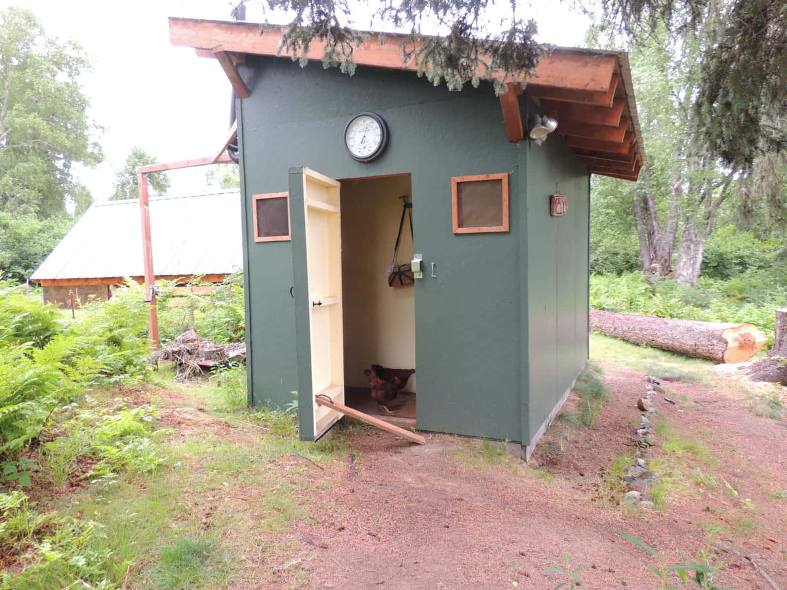 Outhouse 桌布 壁紙 — 一個綠色雞舍的門打開，露出裡面的一隻雞，周圍是茂密的綠色植物和樹木。