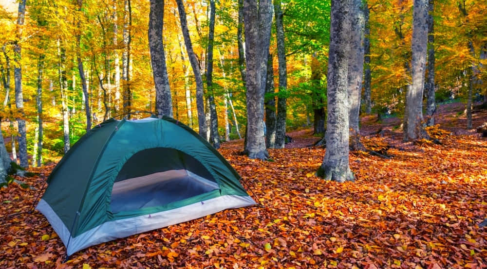 Fall Camping 桌布 壁紙 — 一個綠色露營帳篷坐落在鋪滿金色秋葉的森林中，陽光斑駁。