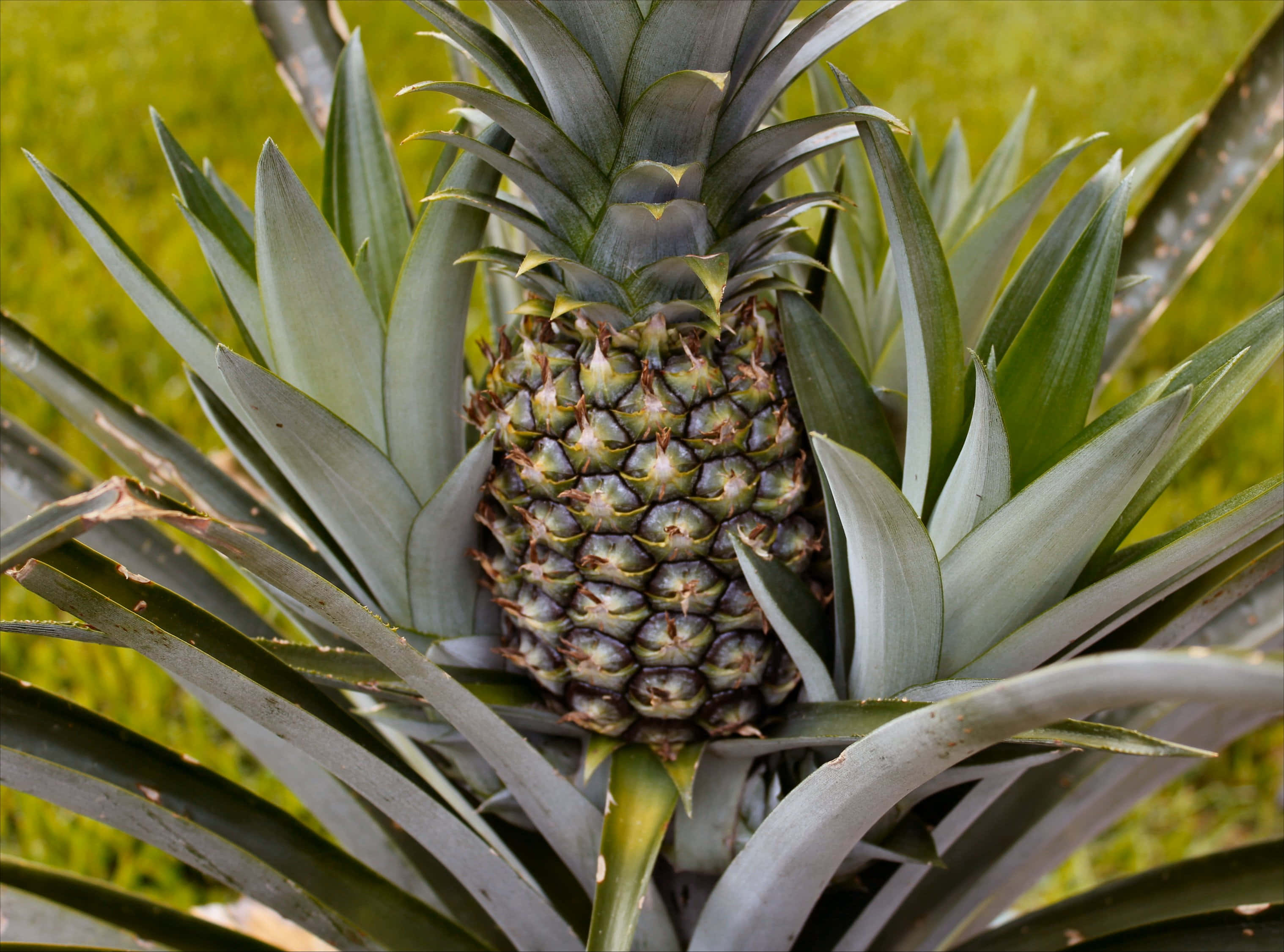 Pineapple 桌布 壁紙 — 一個綠色鳳梨在其植物上生長的特寫，帶有尖刺的葉子，背景是模糊的草地。