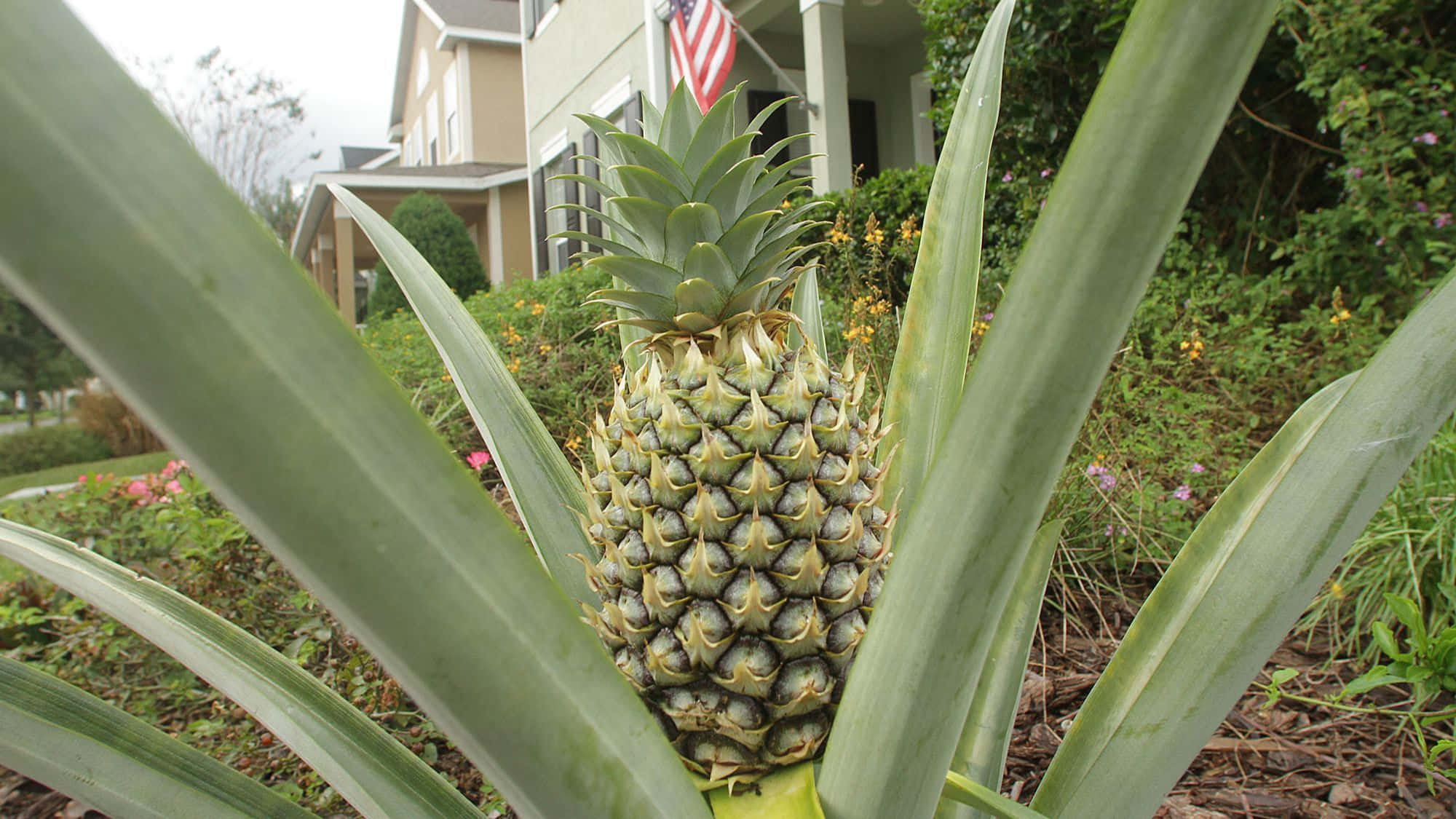 Pineapple 桌布 壁紙 — 一個綠色鳳梨在花園中生長的特寫，背景有房屋和美國國旗。