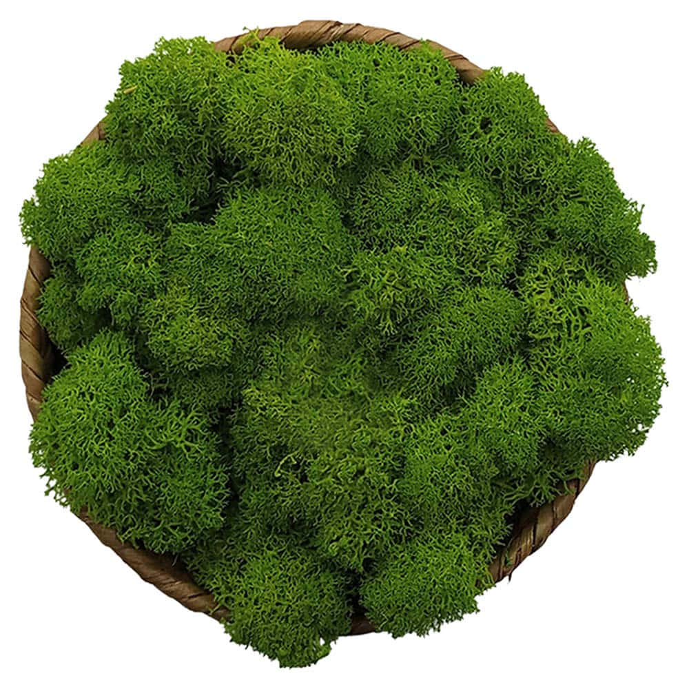 Green Moss 桌布 壁紙 — 一個編織籃子，裝滿了茂盛、充滿活力的綠色馴鹿苔蘚，排列成蓬鬆、有紋理的團塊。