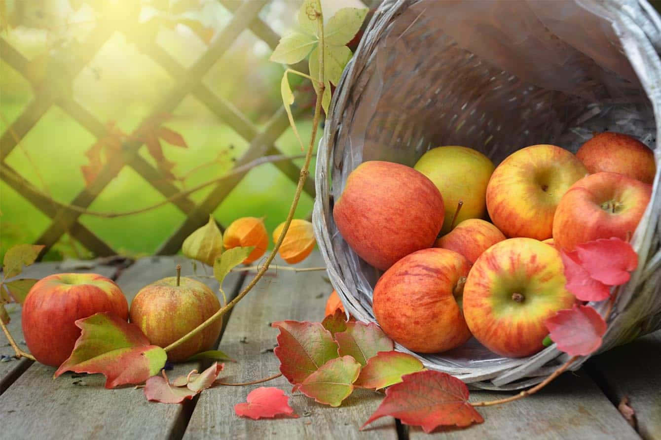 Fall Apples 桌布 壁紙 — 一個編織籃子將鮮紅和黃色的蘋果灑落在經風化的木桌上，旁邊有秋葉和橙色酸漿果，在溫暖的陽光下。