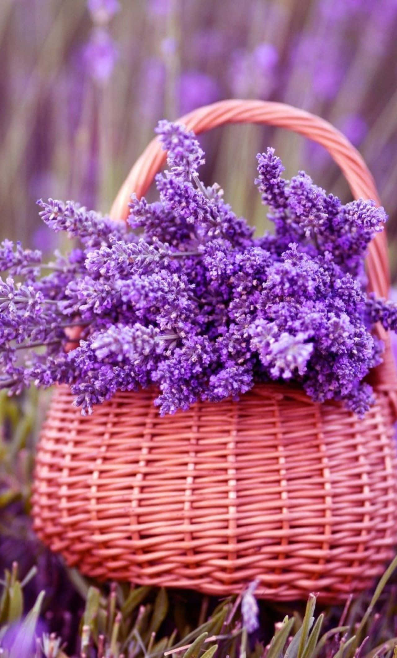 Lavender 桌布 壁紙 — 一個編織籃子裝滿了充滿活力的紫色薰衣草花，坐落在同一片芬芳的花田中。