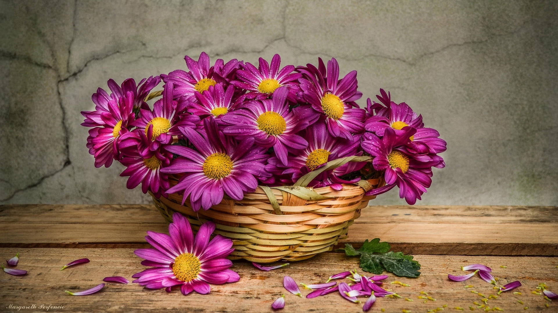 Flowers 桌布 壁紙 — 一個編織籃子裝滿了帶有黃色中心的鮮豔紫色雛菊，放在一張質樸的木桌上，背景是裂開的混凝土牆。