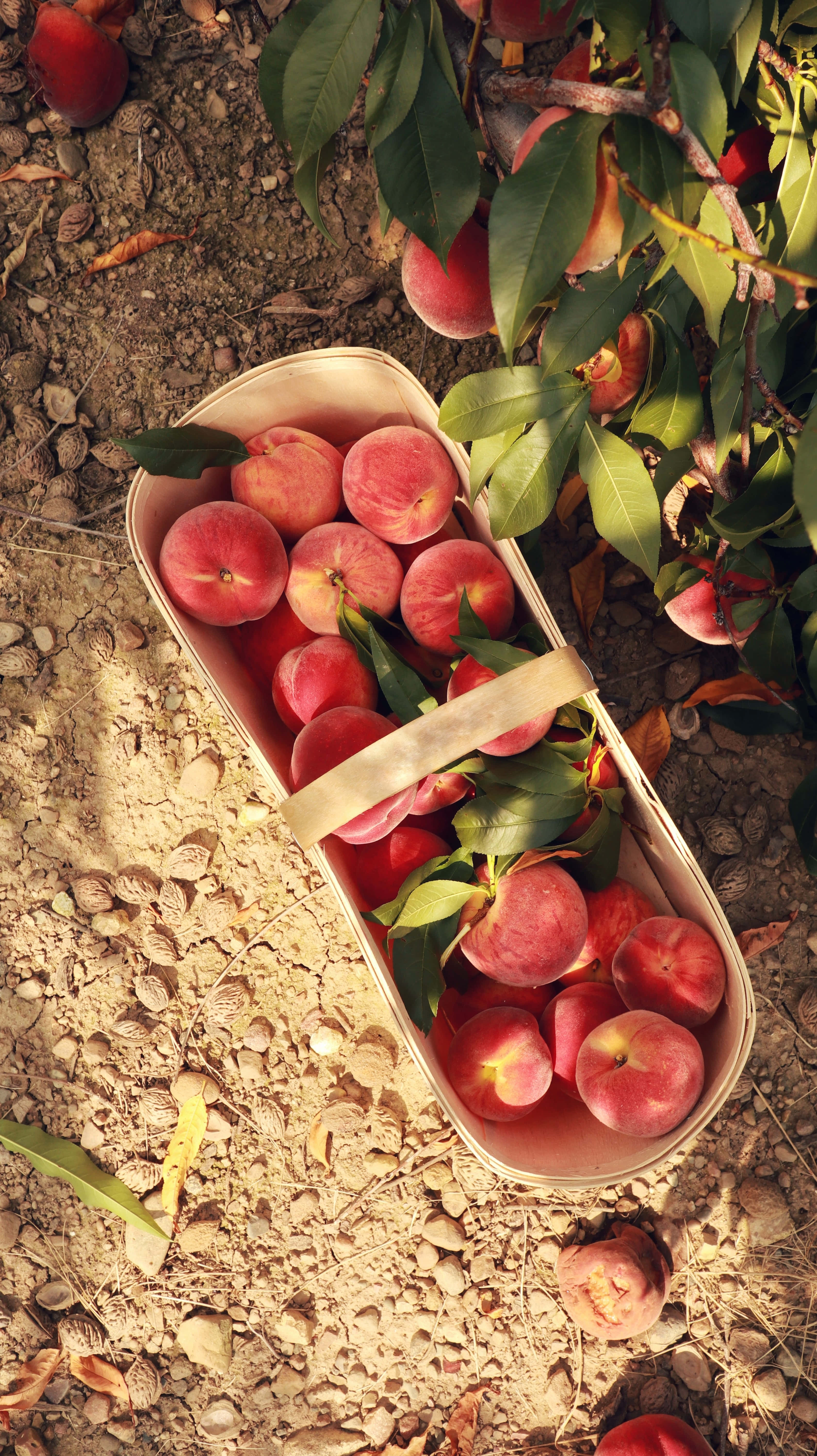 Peaches 桌布 壁紙 — 一個編織籃子裝滿了成熟的水蜜桃，放在陽光斑駁的地上，旁邊是一棵枝葉茂盛的果樹。