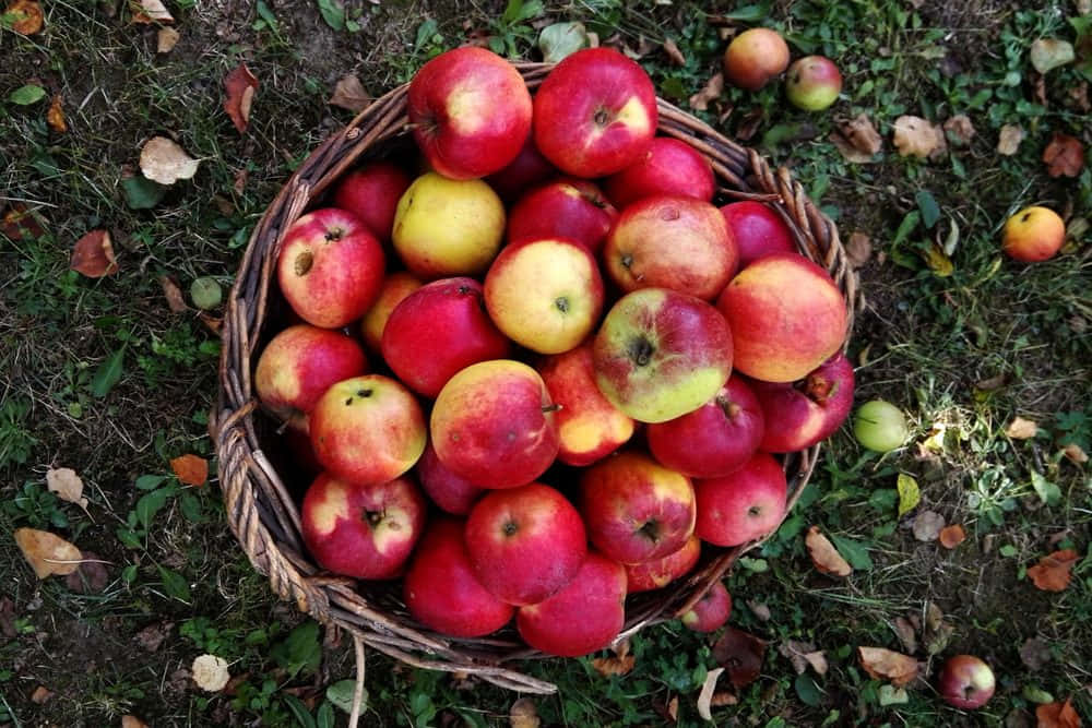 Fall Apples 桌布 壁紙 — 一個編織籃子裝滿了成熟的紅色和黃色蘋果，放在散落著秋葉的草地上。