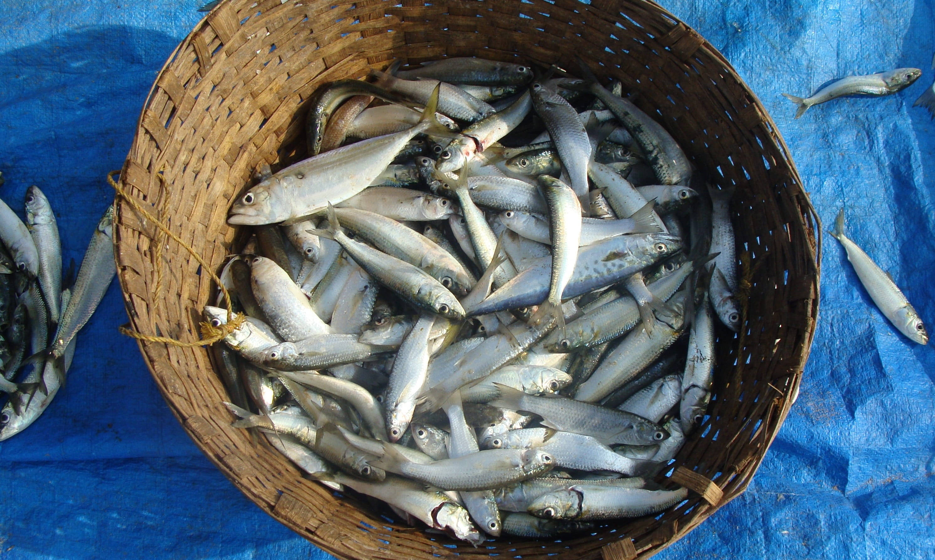 魚 桌布 壁紙 — 一個編織籃子裝滿新鮮捕獲的銀色魚，放在鮮藍色防水布上，在明亮的日光下。