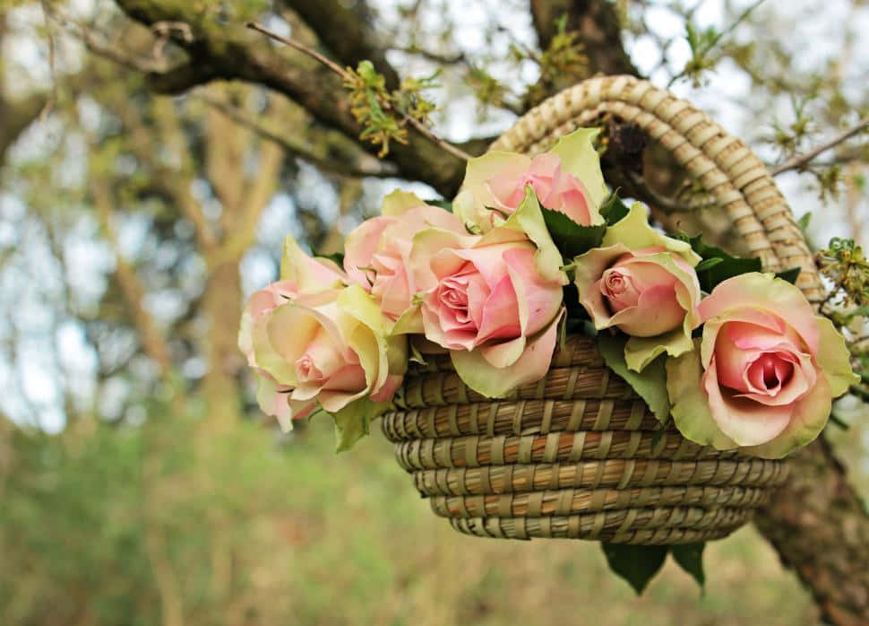 Rose Flower 桌布 壁紙 — 一個編織籃子裝滿柔軟的粉紅玫瑰，掛在陽光花園的樹枝上。