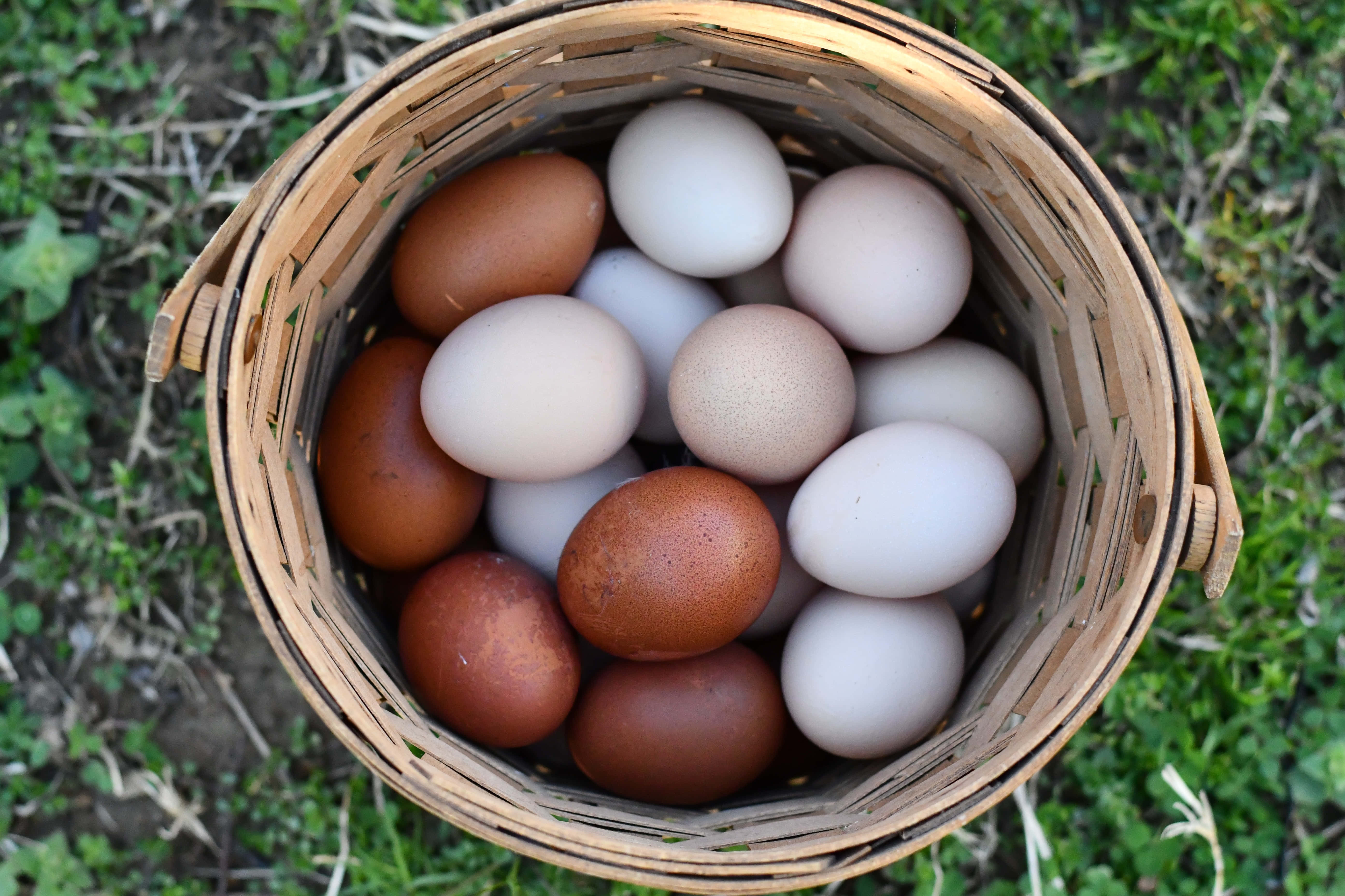 Brown Eggs 桌布 壁紙 — 一個編織籃子裝滿棕色和白色的雞蛋，放在綠色草地上，在自然光下。