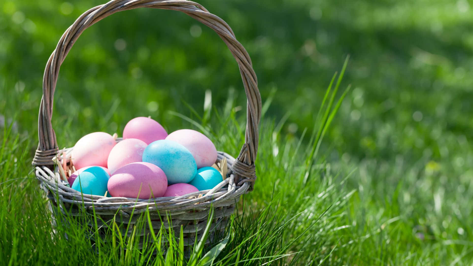 Easter Basket 桌布 壁紙 — 一個編織籃子裝滿粉彩粉紅色和藍色復活節蛋，放在鮮綠色草地上，在明亮陽光下。