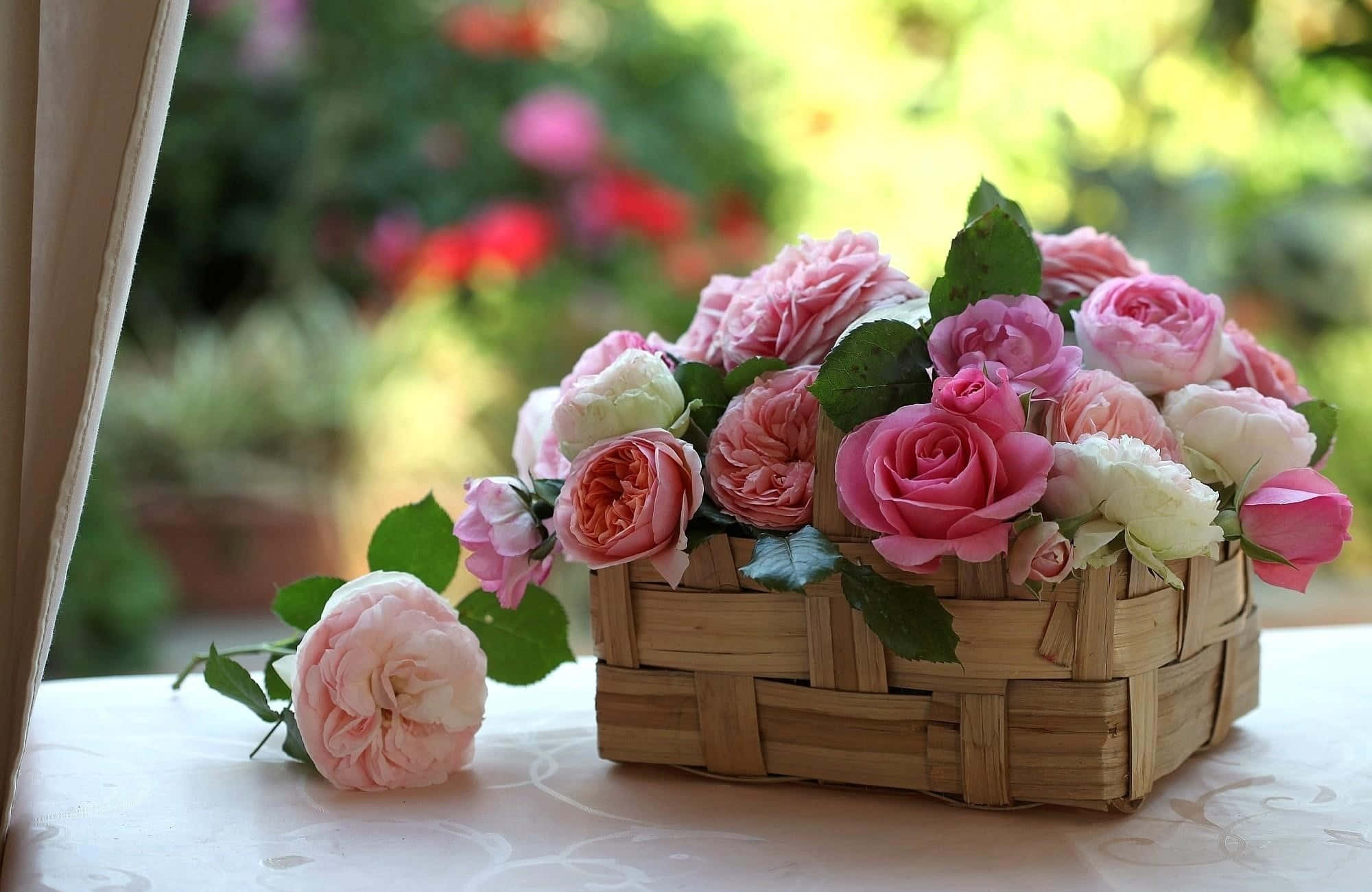 Rose Flower 桌布 壁紙 — 一個編織籃子裝滿粉紅色和白色玫瑰，放在窗邊的桌子上，柔和自然光線照射。