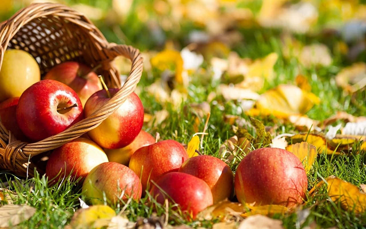 Fall Apples 桌布 壁紙 — 一個編織籃子裝滿紅黃蘋果，在明亮的陽光下，散落在金黃秋葉間的草地上。