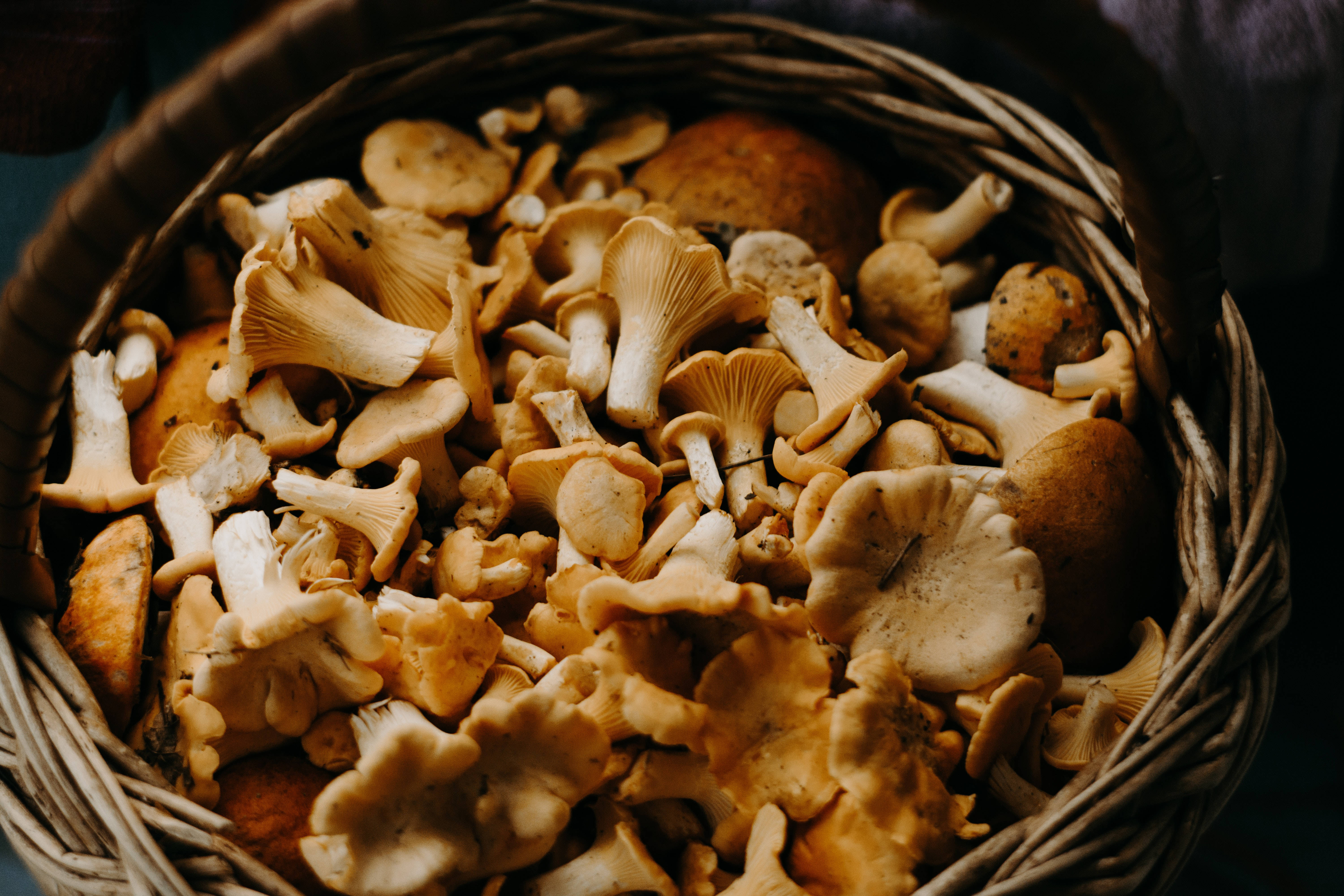 Mushroom Aesthetic 桌布 壁紙 — 一個編織籃的特寫，裡面裝滿了剛採摘的雞油菌，色調溫暖樸實。