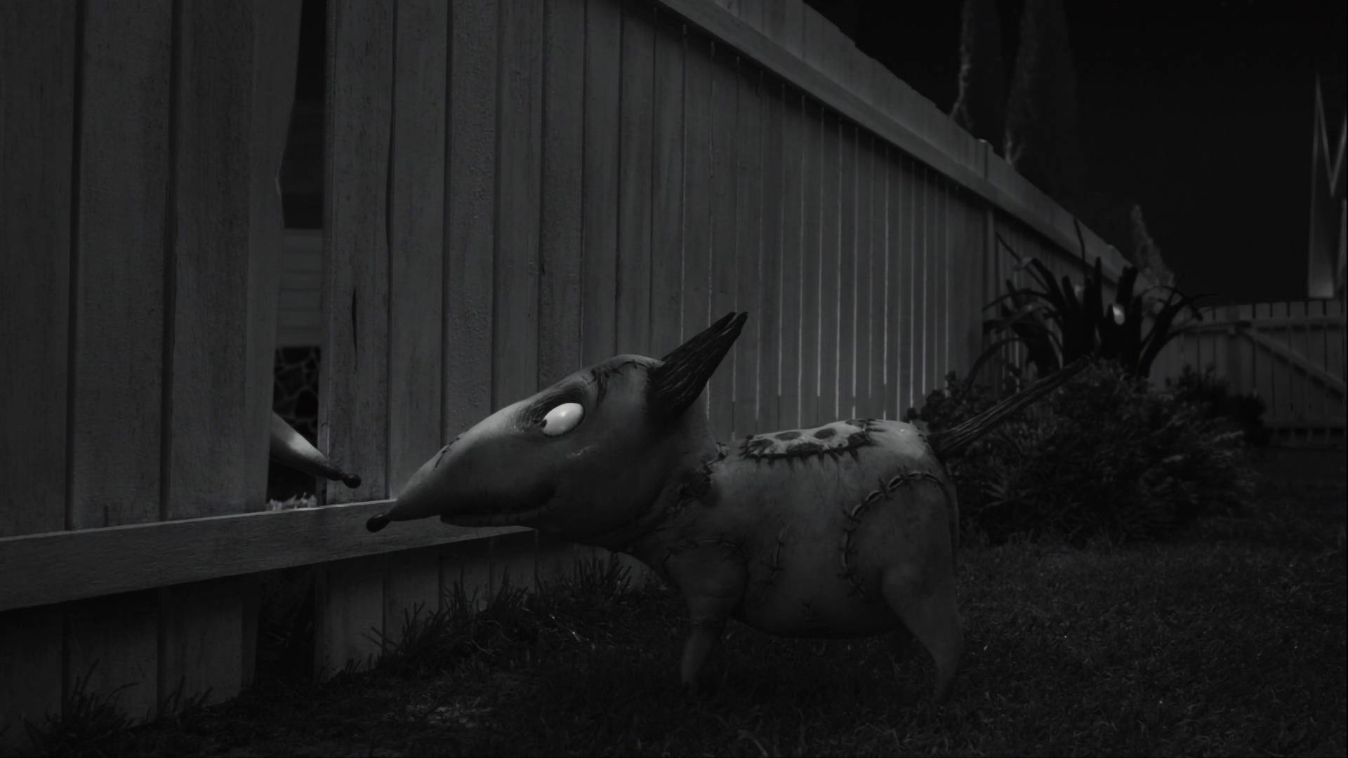 Frankenweenie 桌布 壁紙 — 一個縫合起來的噩夢生物，發光的眼睛從黑暗後院的木柵欄後面窺視。