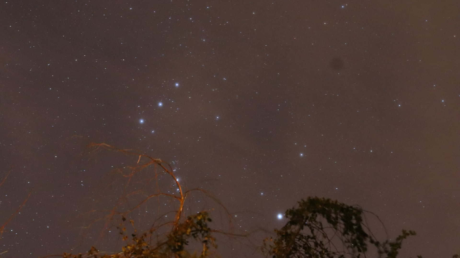 星空動畫 桌布 壁紙 — 一個繁星點點的夜空，一個突出的星座在剪影樹枝上方發光。