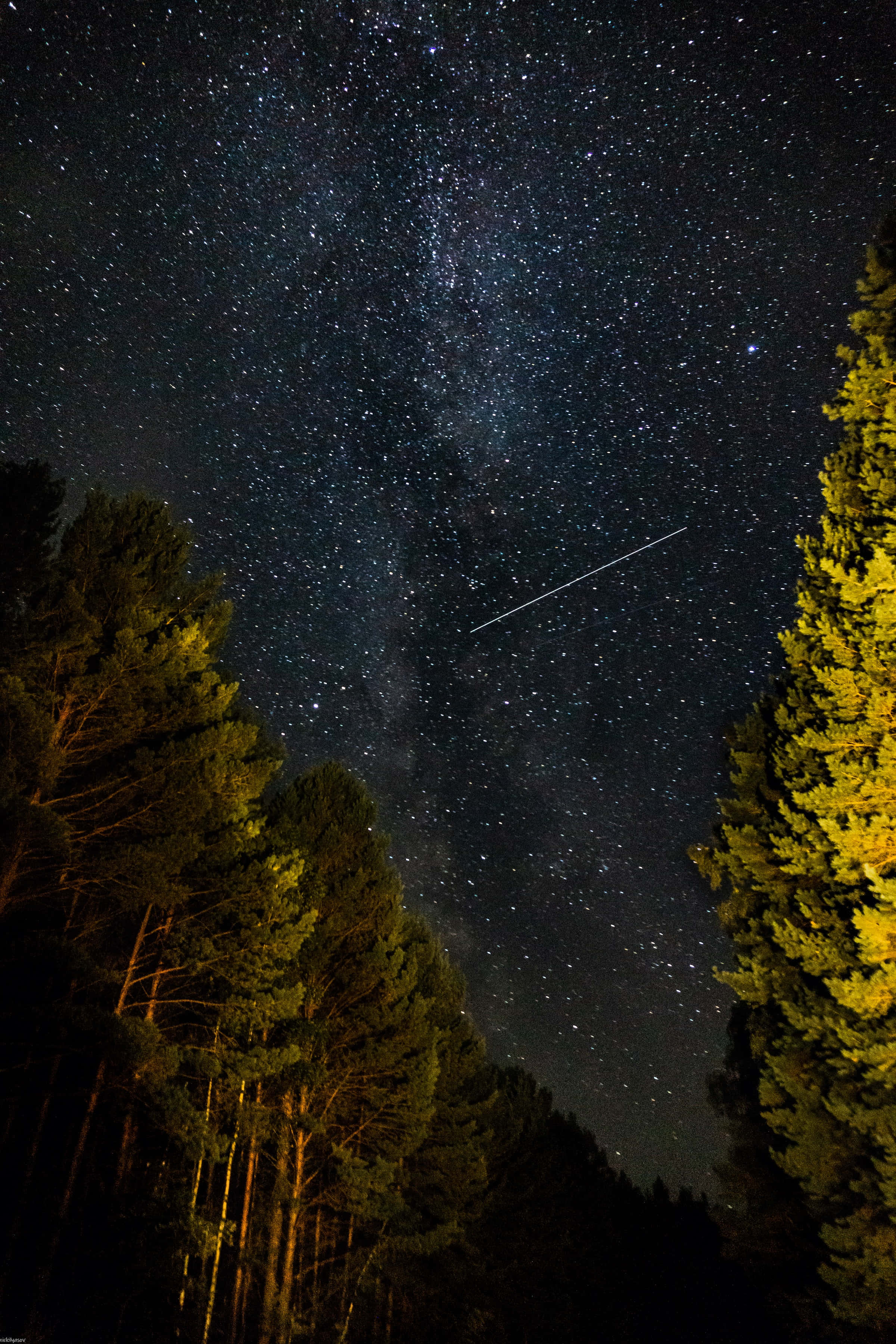 meteor 桌布 壁紙 — 一個繁星點點的夜空，一顆明亮的流星劃過一片由溫暖燈光照亮的高大松樹林。