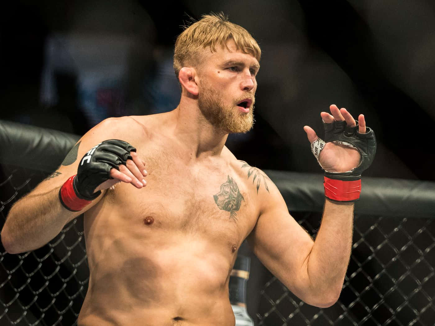 UFC 桌布 壁紙 — 一個肌肉發達、留鬍子的戰士，戴著黑色手套和紅色護腕，站在八角籠內，表情專注。