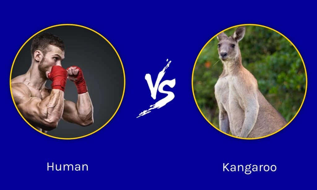 Kangaroo 桌布 壁紙 — 一個肌肉發達的人類拳擊手戴著紅色手套，在充滿活力的藍色對決圖形中與袋鼠對峙。