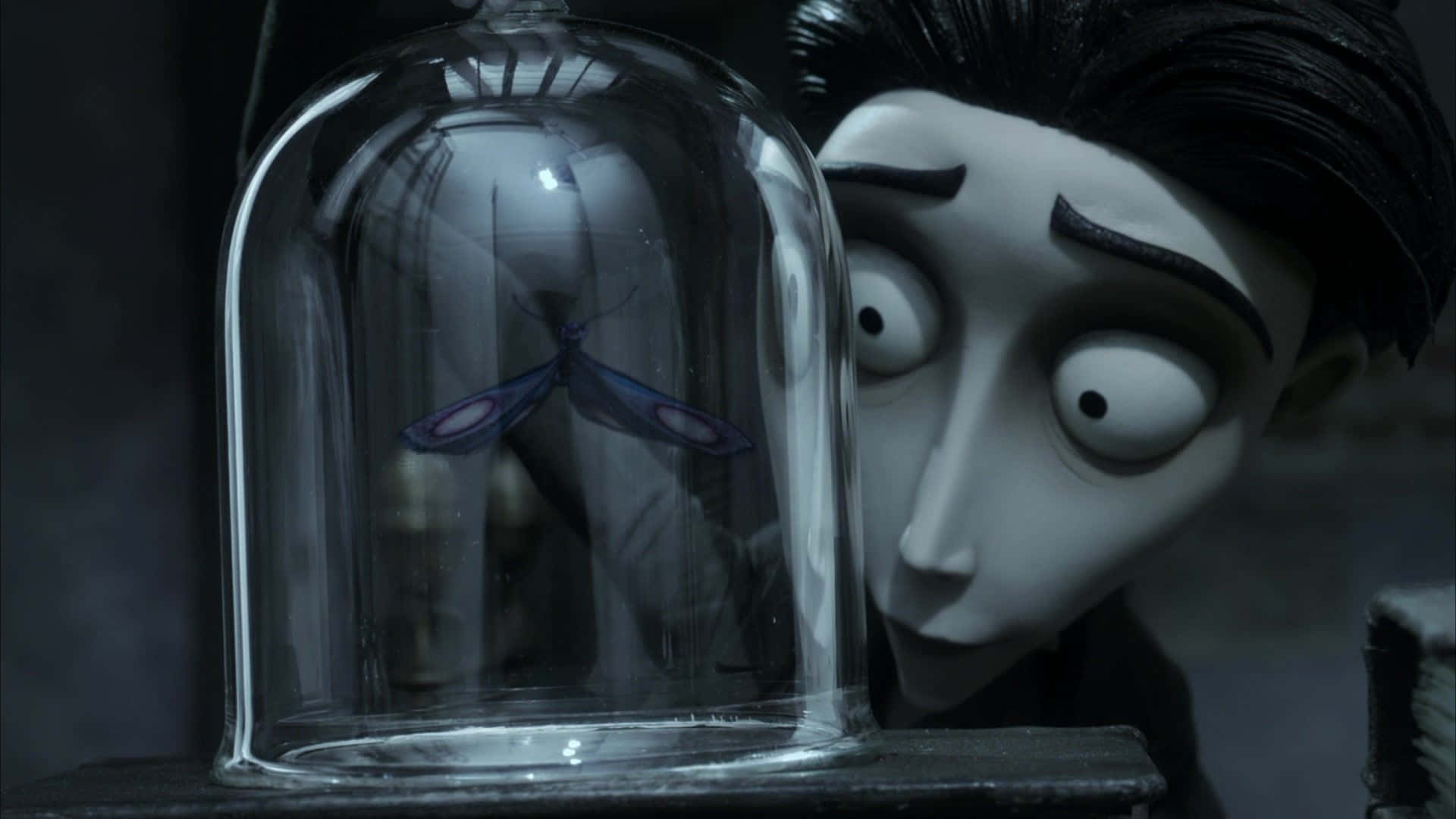 corpse bride 桌布 壁紙 — 一個臉色蒼白的動畫角色，睜大眼睛好奇地凝視著昏暗房間裡玻璃罩下被困住的一隻紫色飛蛾。
