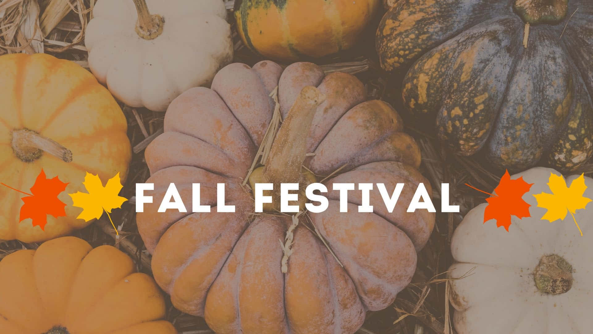Fall Festival 桌布 壁紙 — 一個舒適的秋季佈置，色彩繽紛的南瓜和葫蘆放在稻草中，配上粗體文字和楓葉。