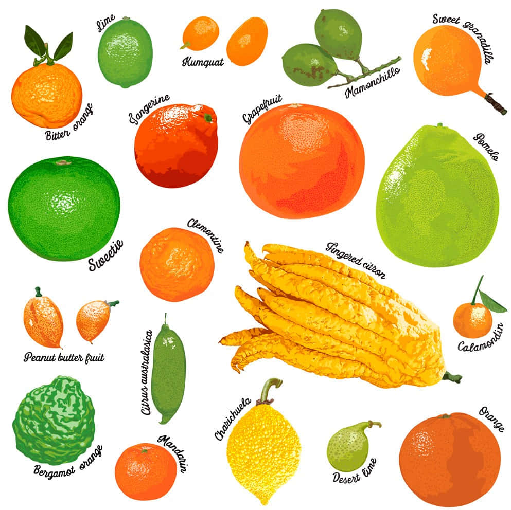 Fruits 桌布 壁紙 — 一個色彩繽紛的插圖系列，包含柳橙、萊姆和葡萄柚等柑橘類水果，並附有標籤，背景為白色。