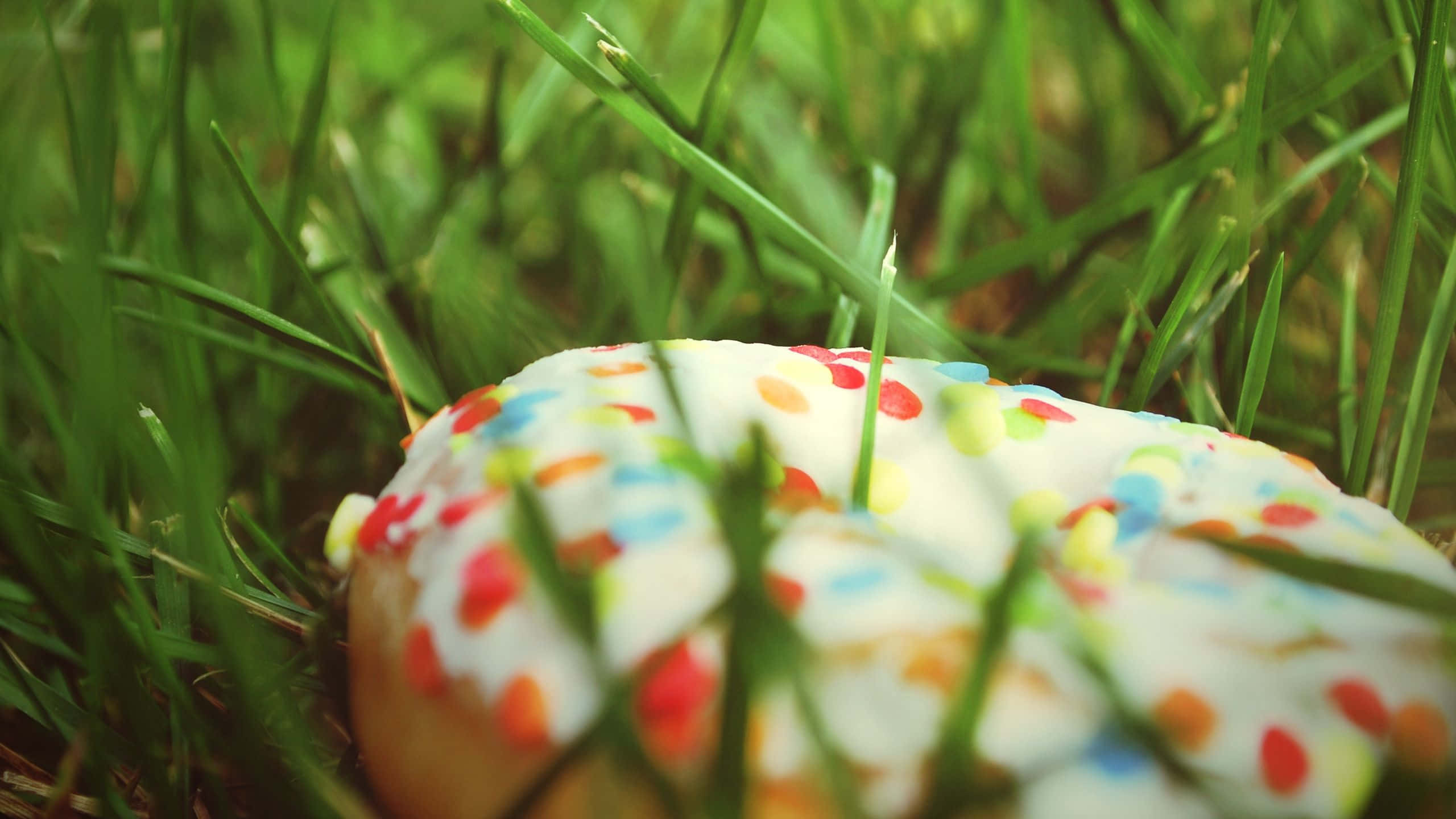 donuts 桌布 壁紙 — 一個色彩繽紛的糖針甜甜圈部分隱藏在充滿活力的綠色草葉之間，景深較淺。