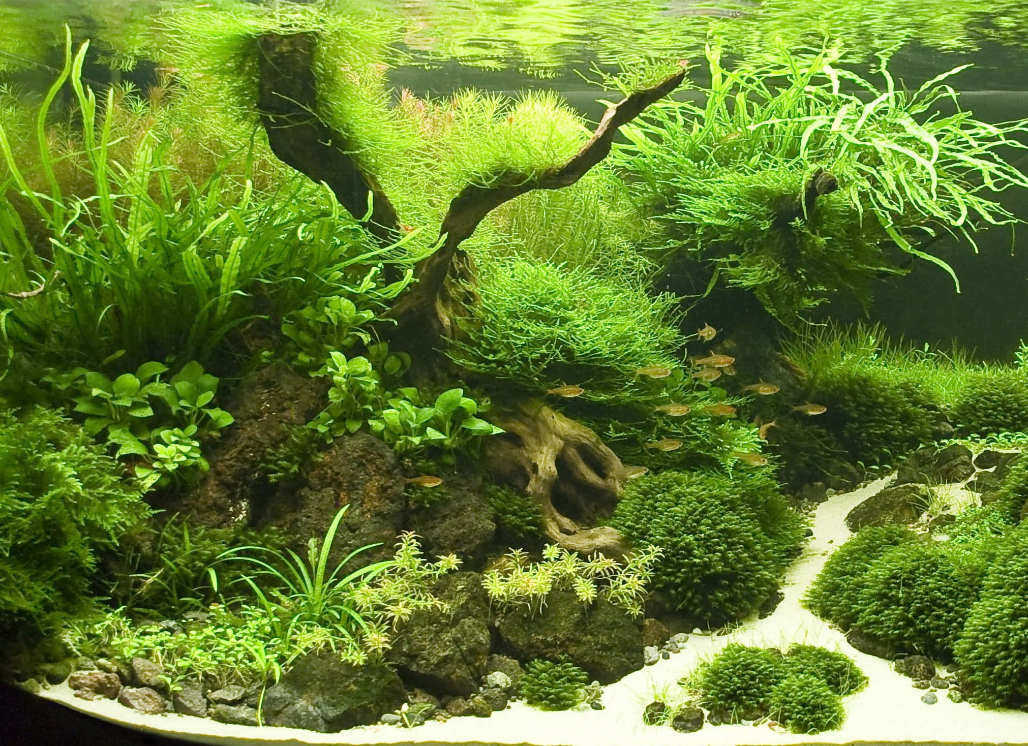 Aquarium 桌布 壁紙 — 一個茂密的綠色水族景觀，有長滿苔蘚的石頭、沉木和清澈水中穿梭的魚。
