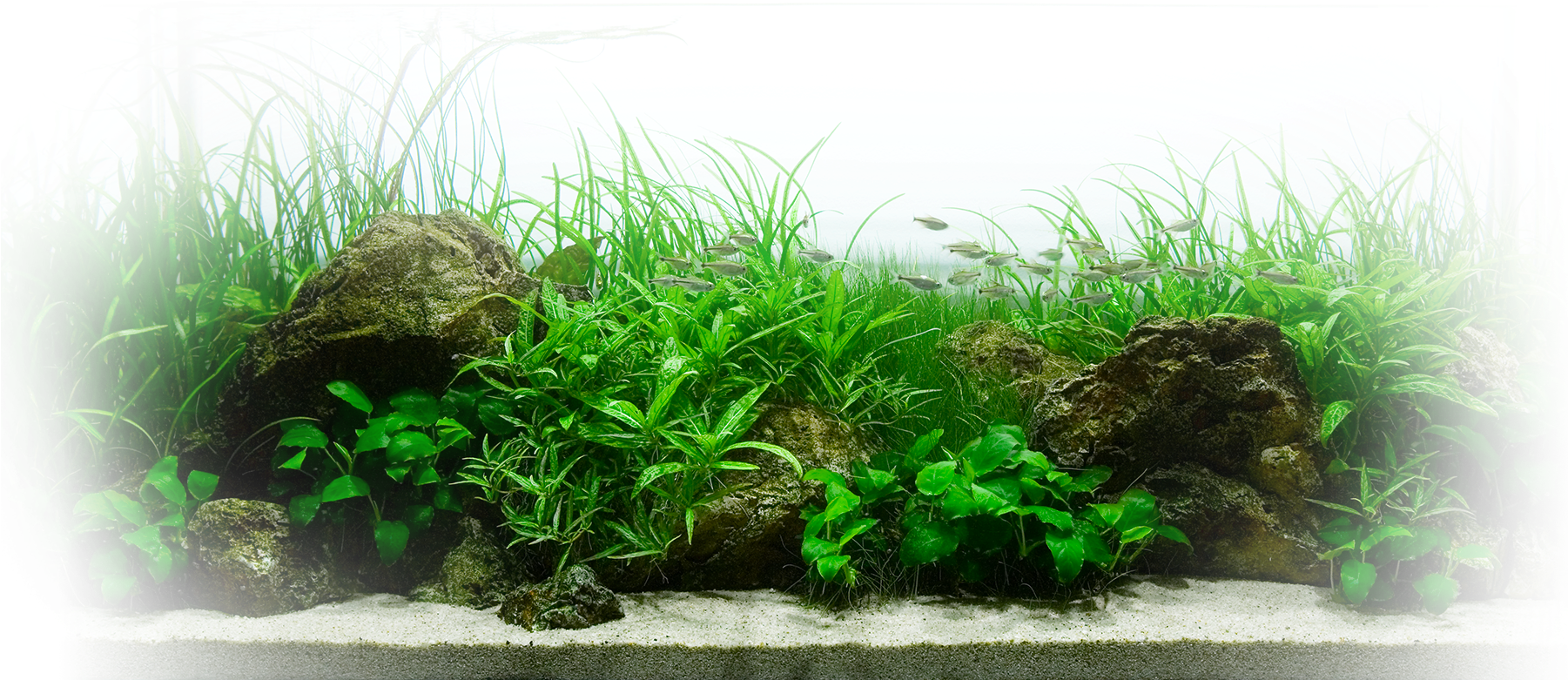 魚 桌布 壁紙 — 一個茂密的綠色水族箱，有高大的草、岩石和小魚在清澈的水中游動，下面是淺色沙子。